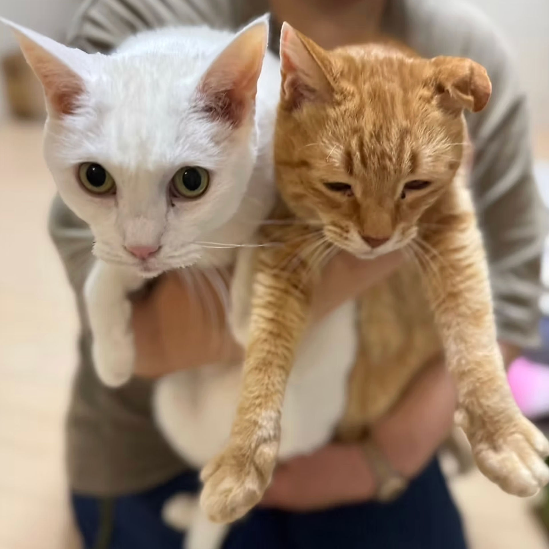 雑種（ミックス猫）・オスの里親募集の写真