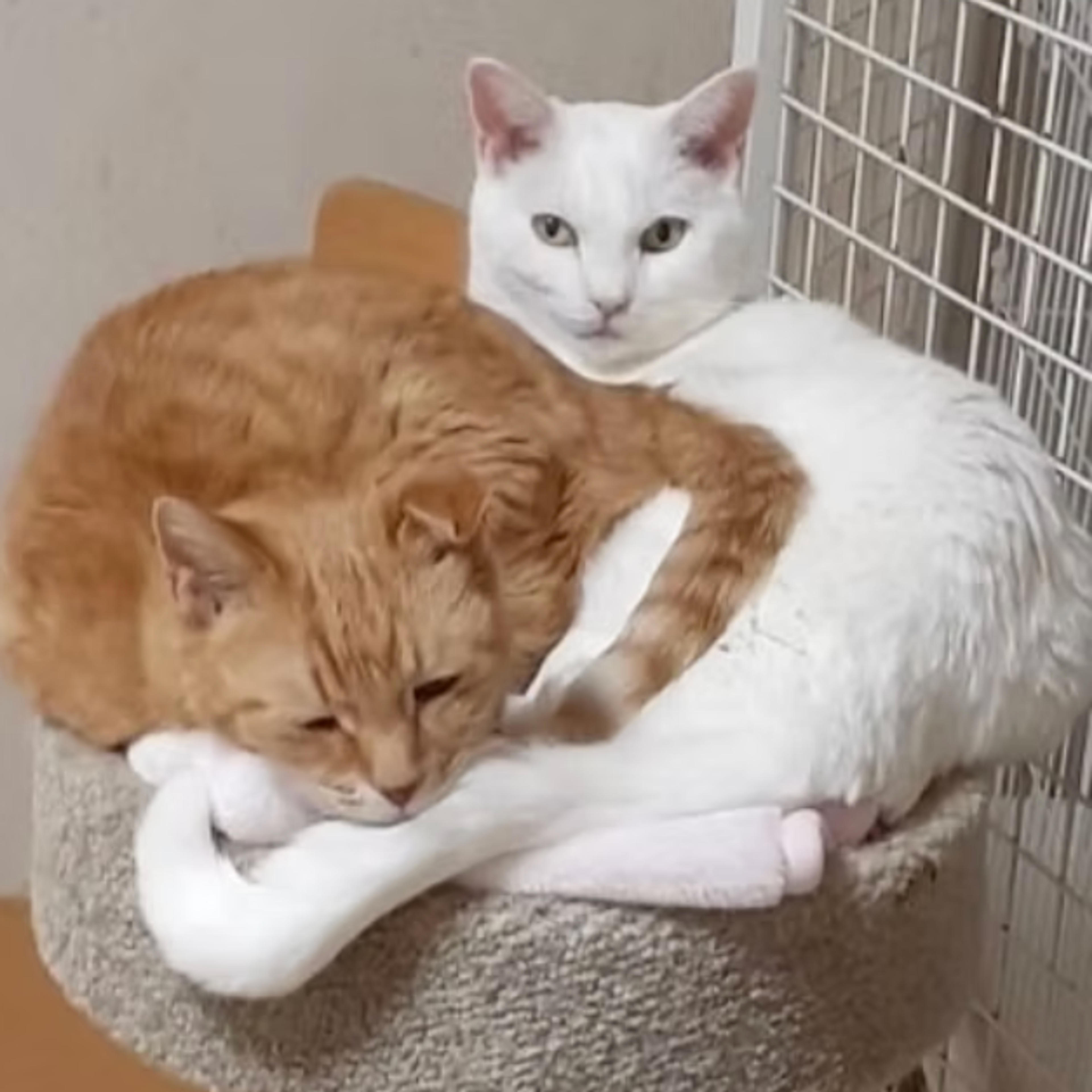 pet-image-2