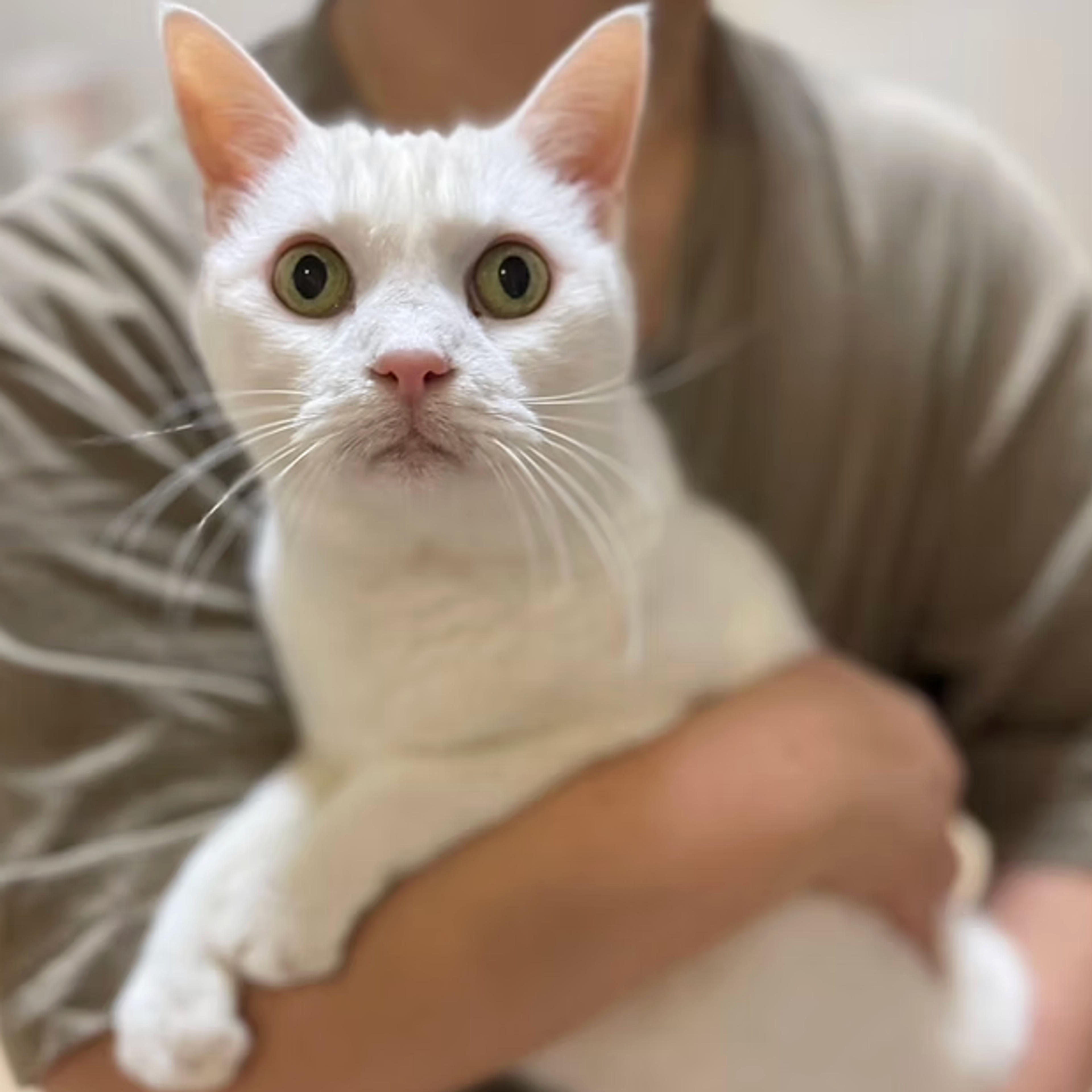 pet-image-3