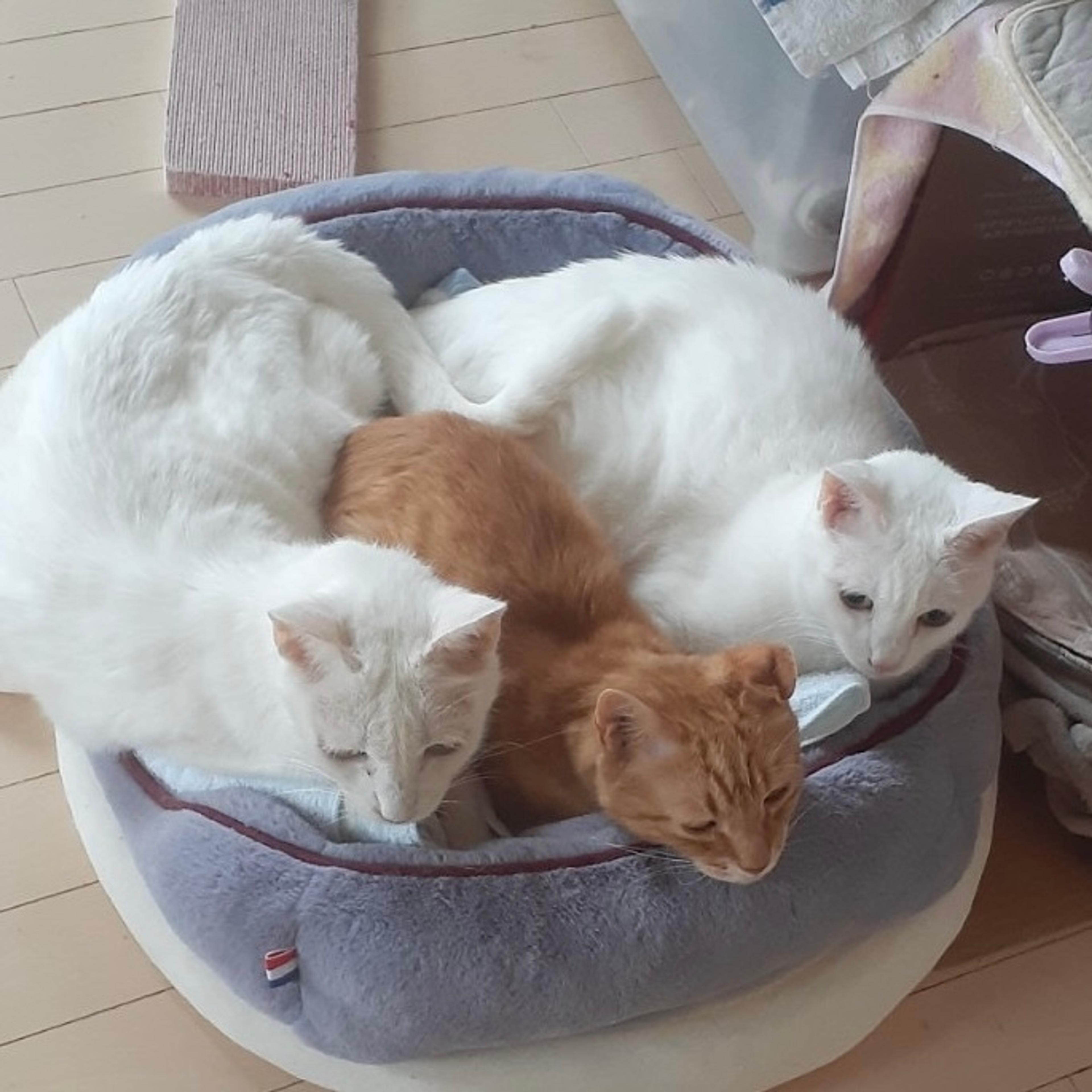 pet-image-4