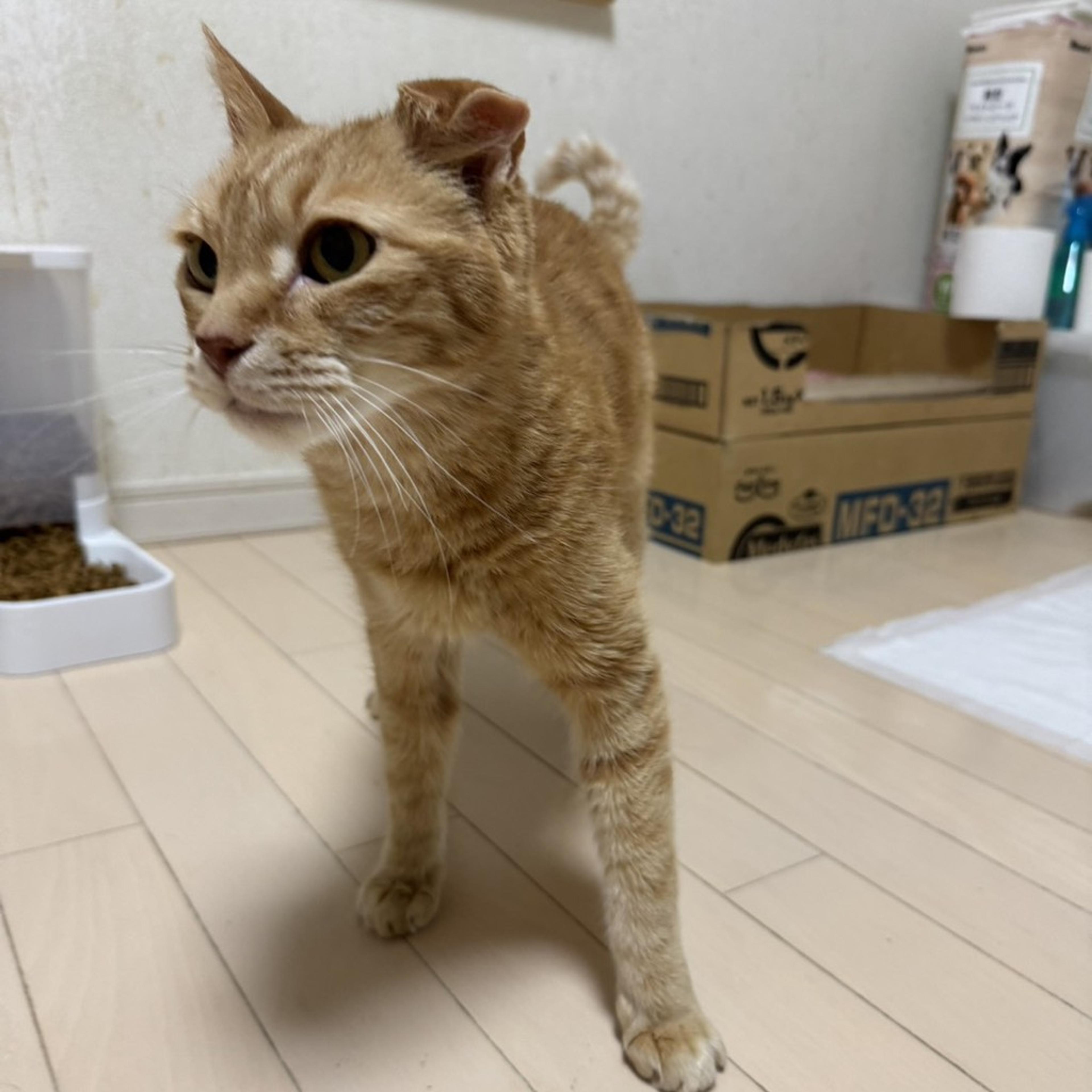 pet-image-5