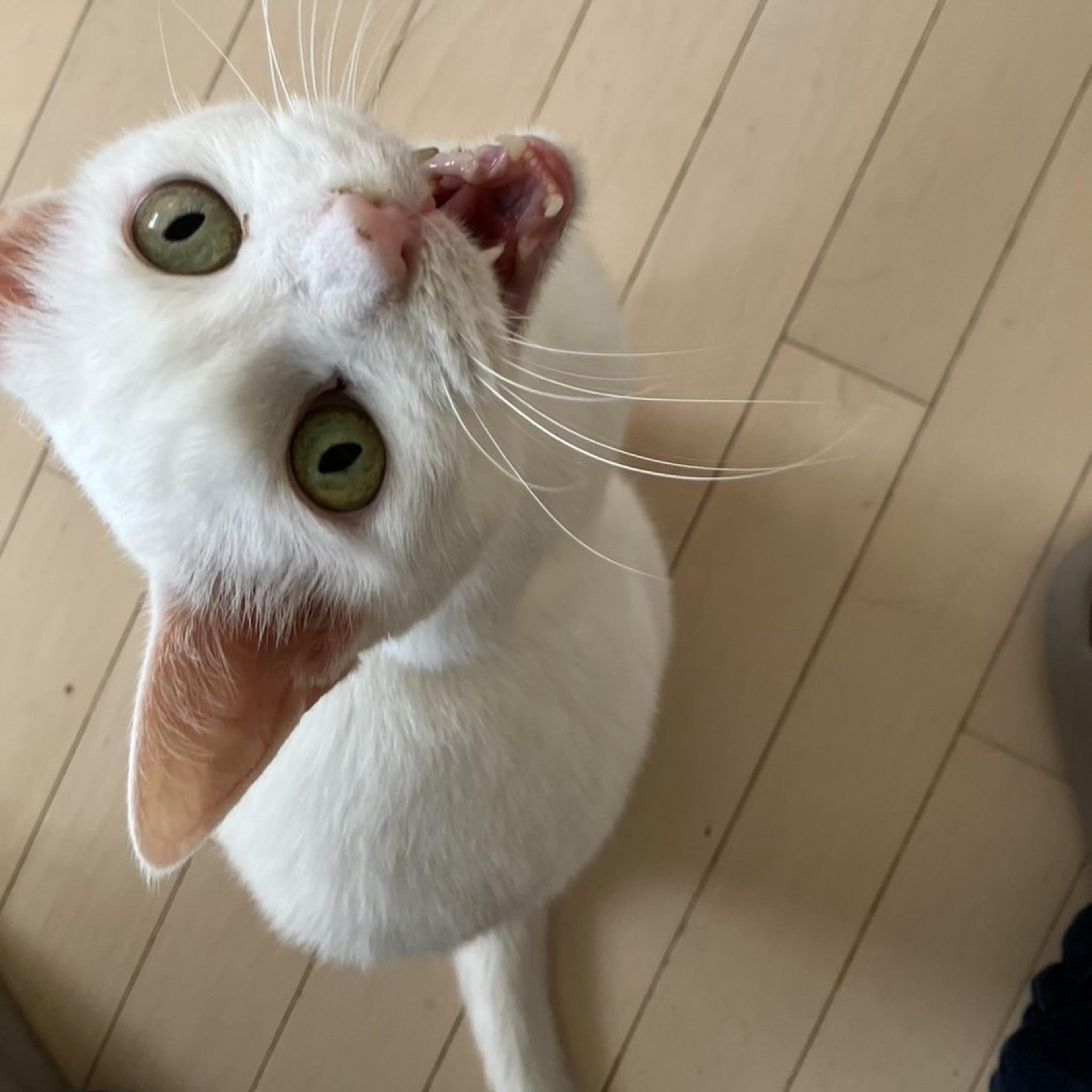 pet-image-6