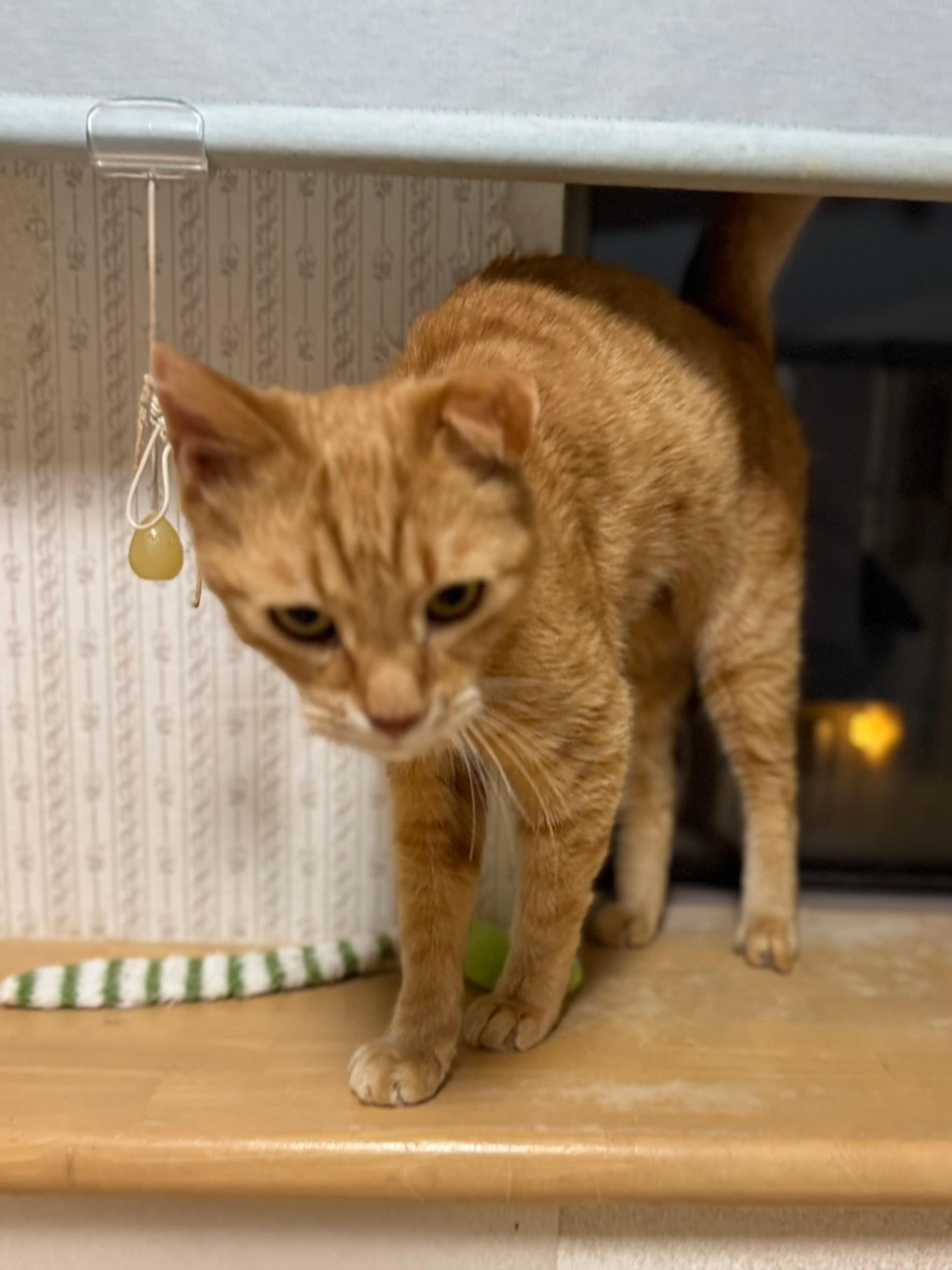 pet-image-7