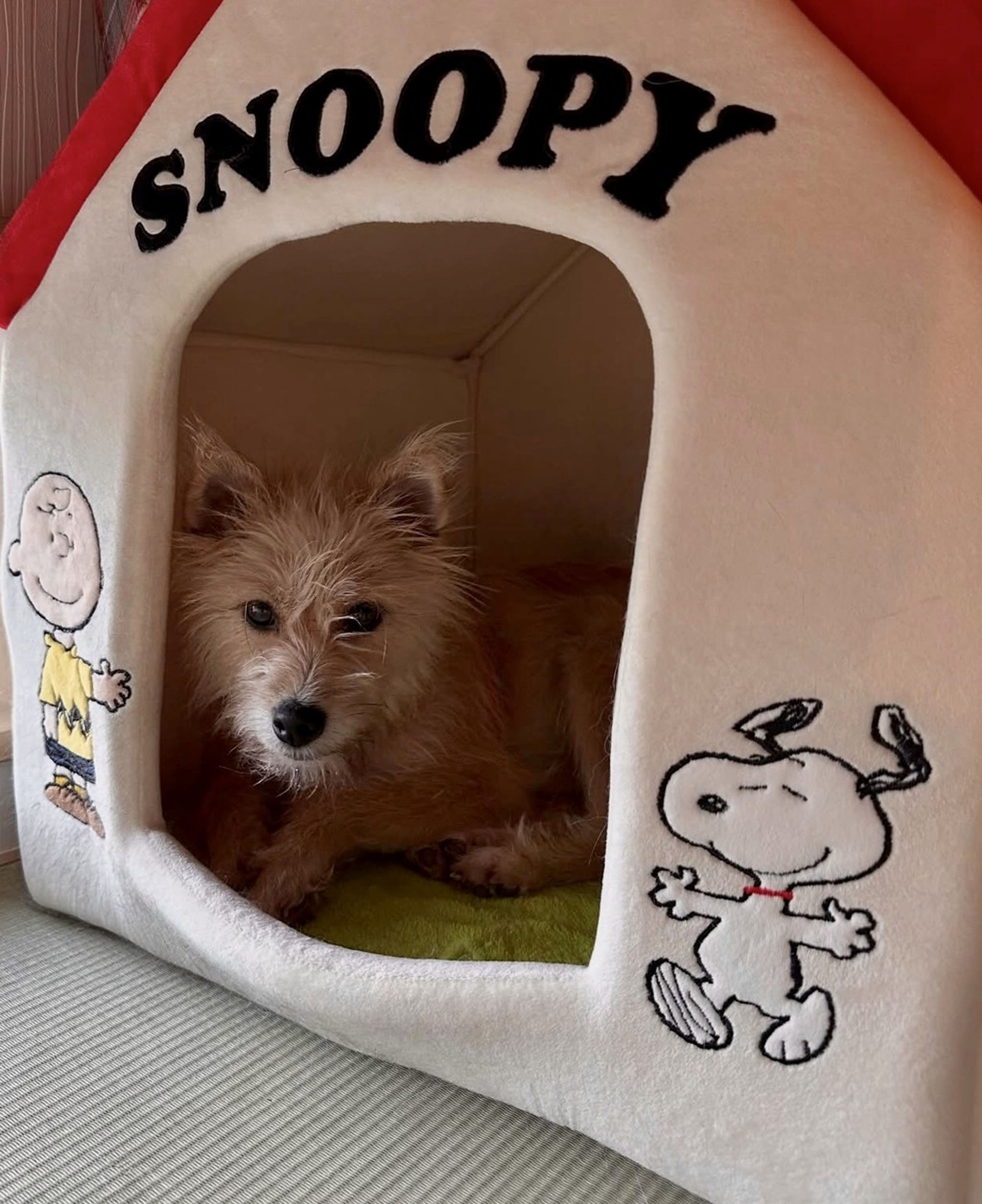 雑種（ミックス犬）・メスの里親募集の写真