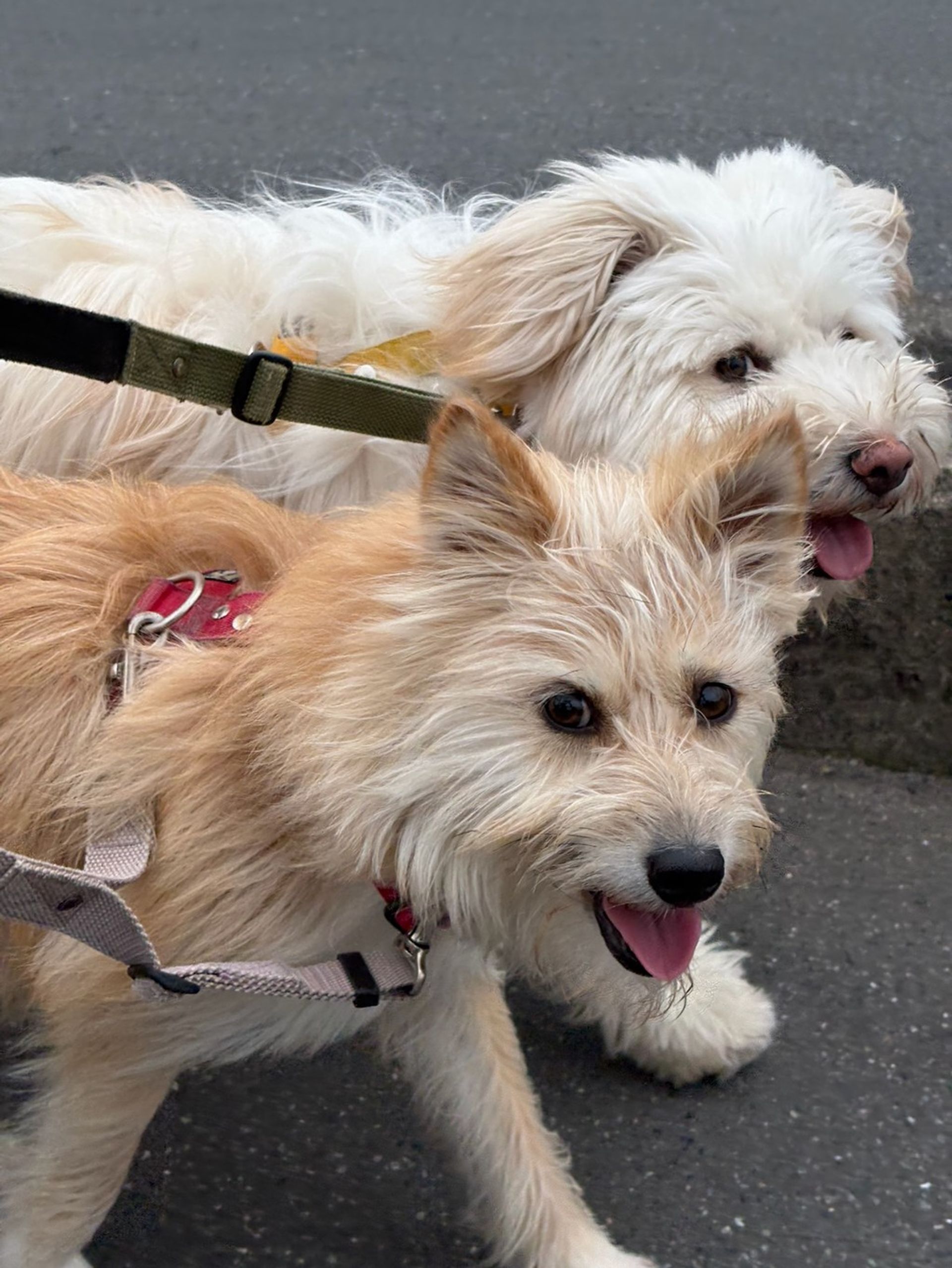 雑種（ミックス犬）・メスの里親募集の写真