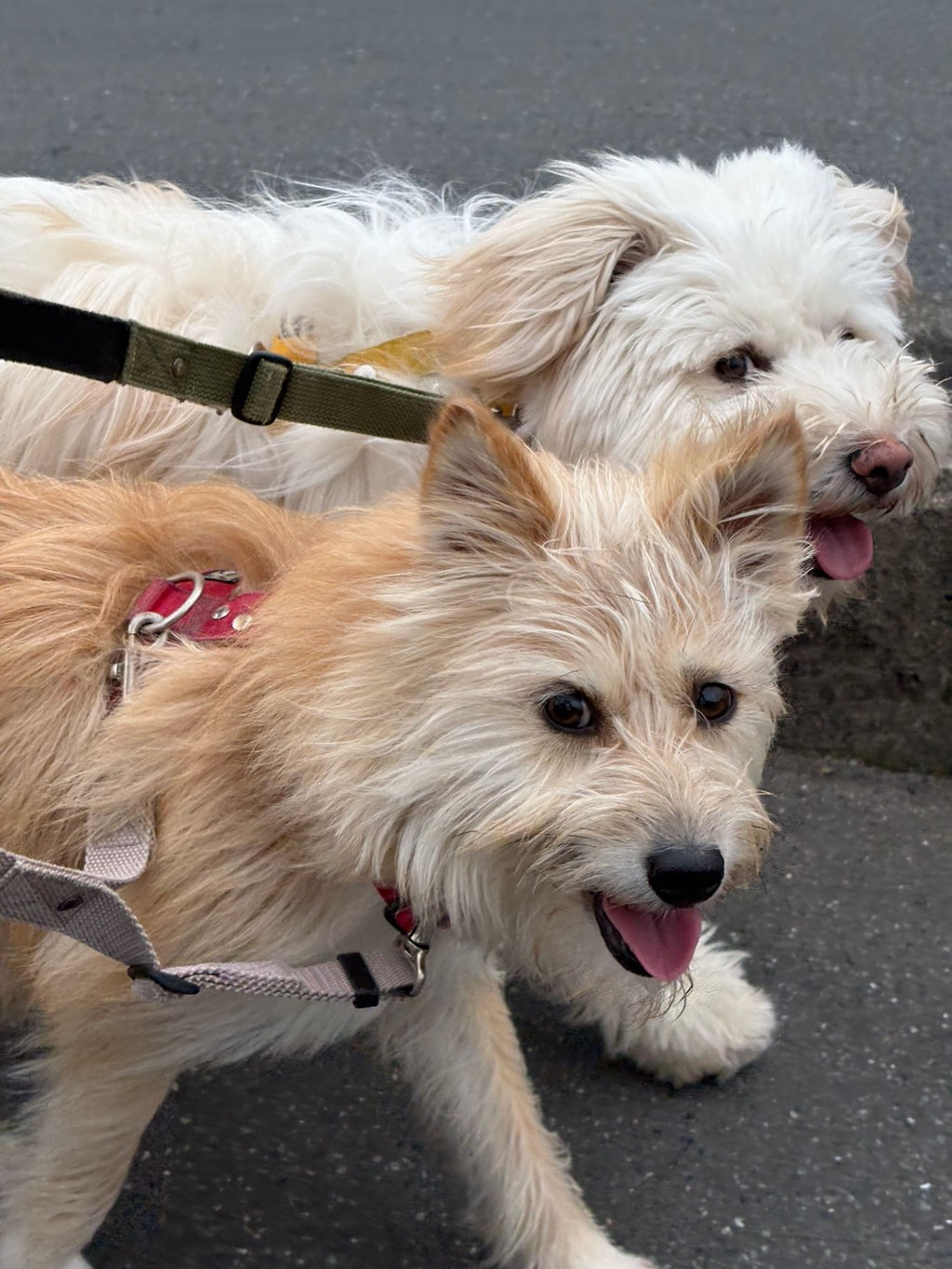 雑種（ミックス犬）・メスの里親募集の写真