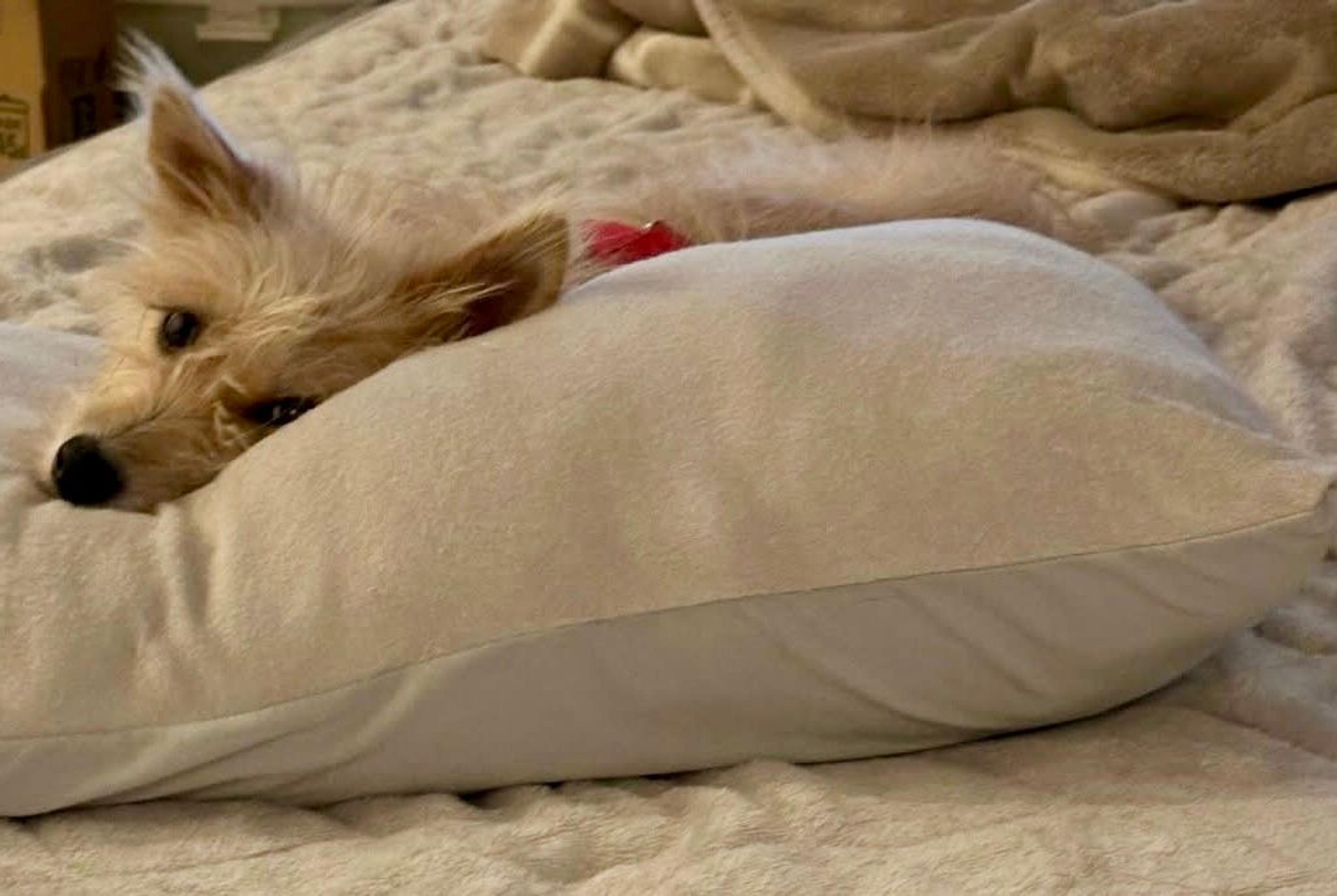 pet-image-3