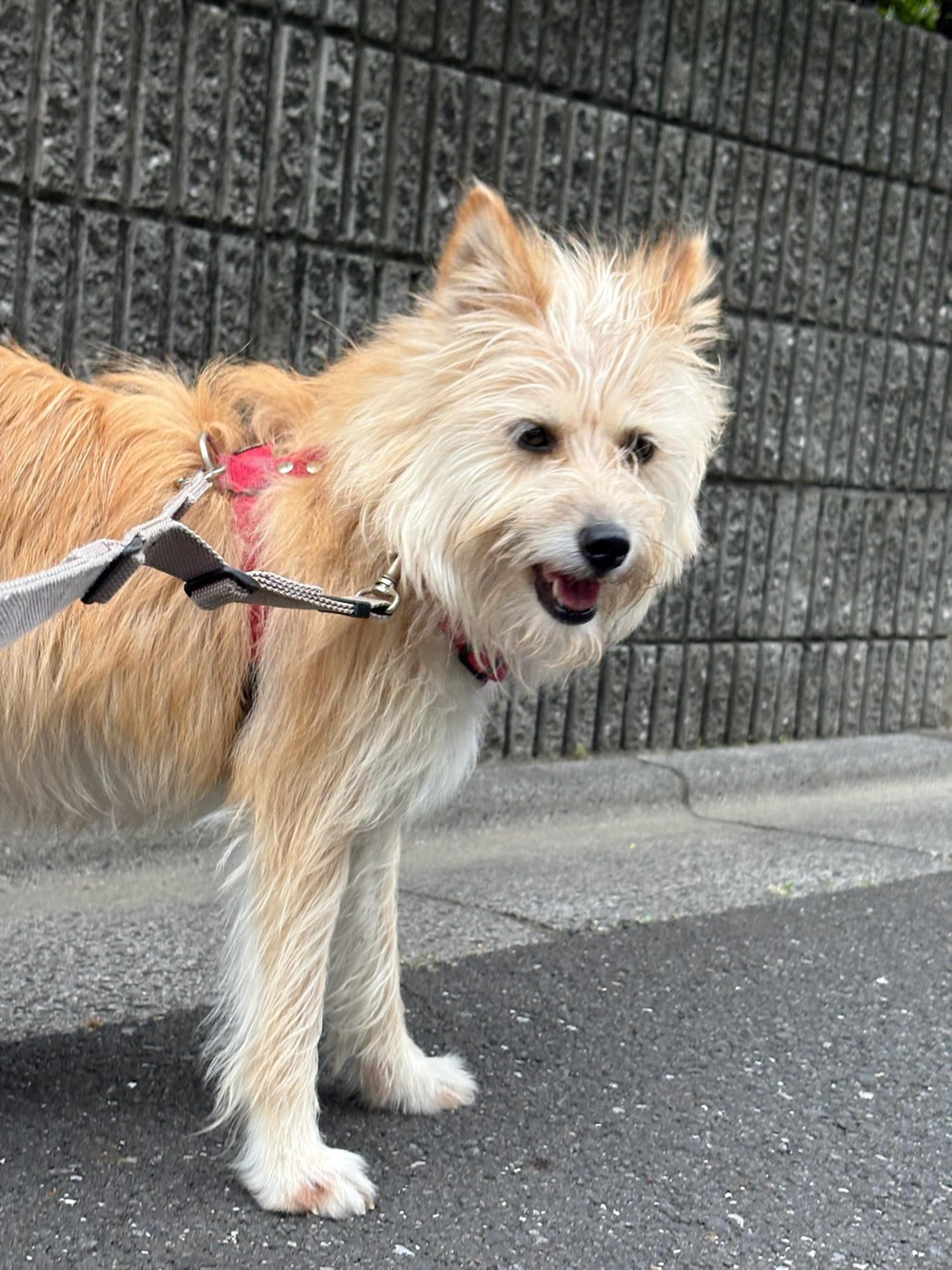 pet-image-4