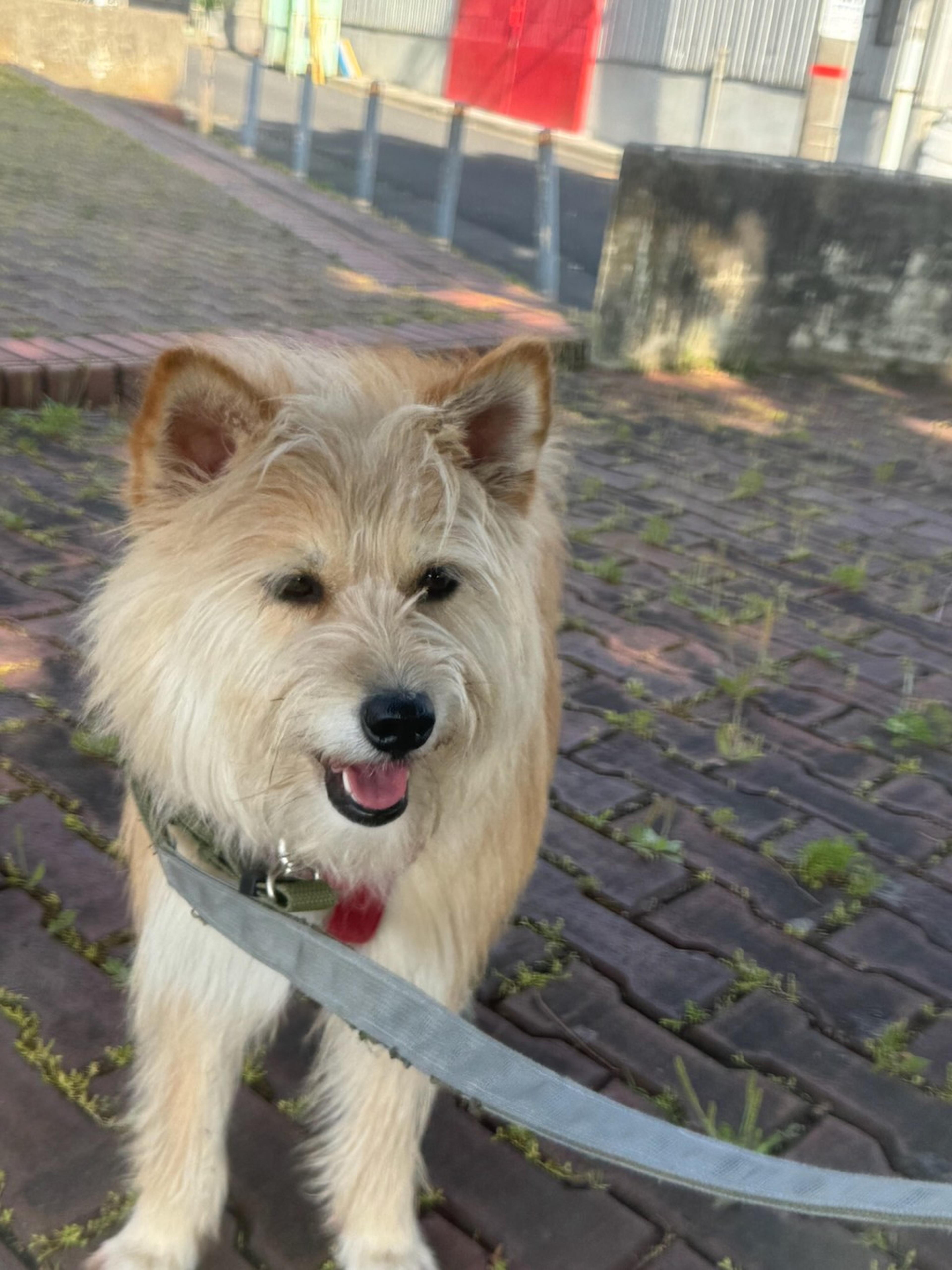 pet-image-5