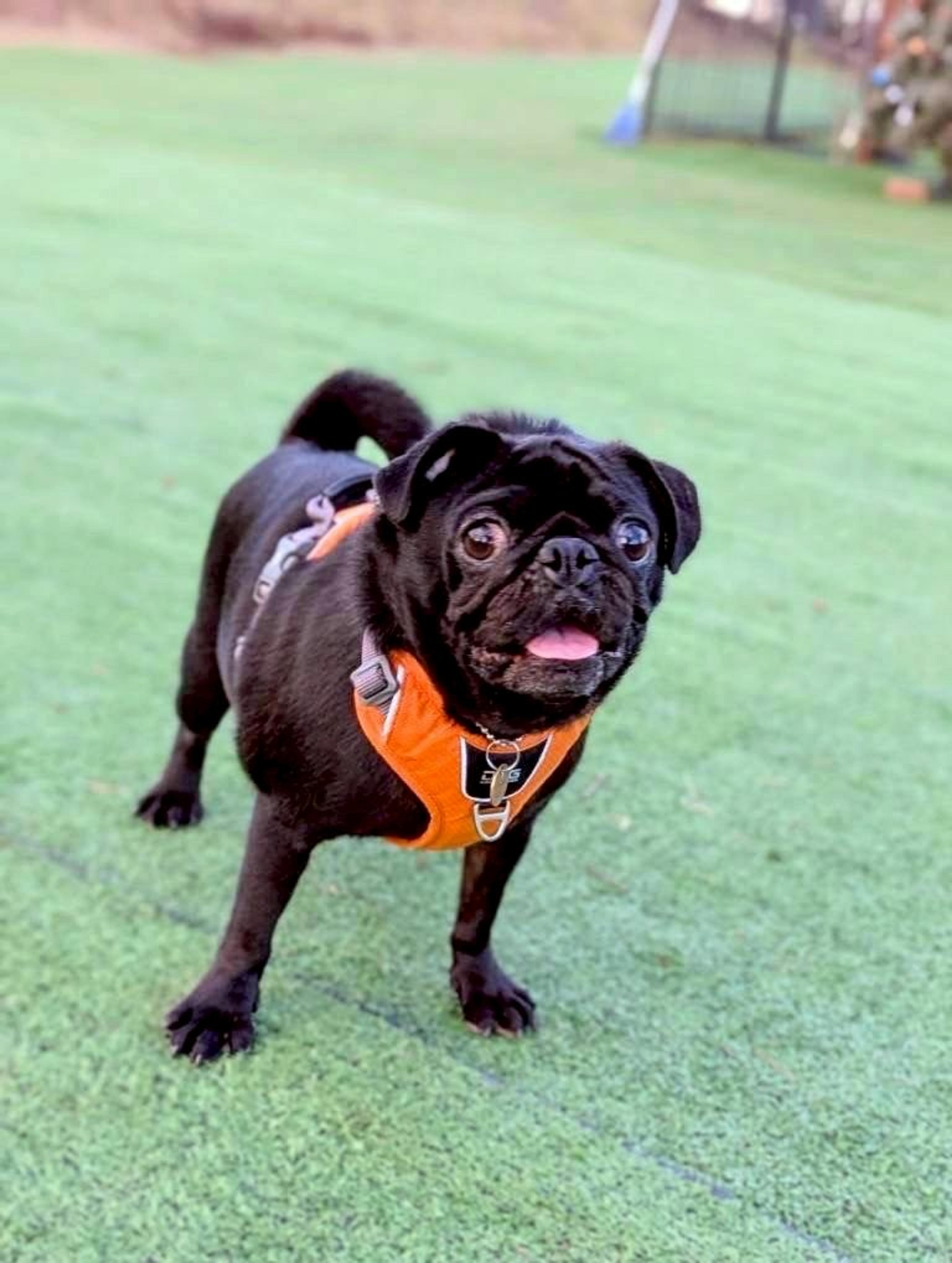 pet-image-2