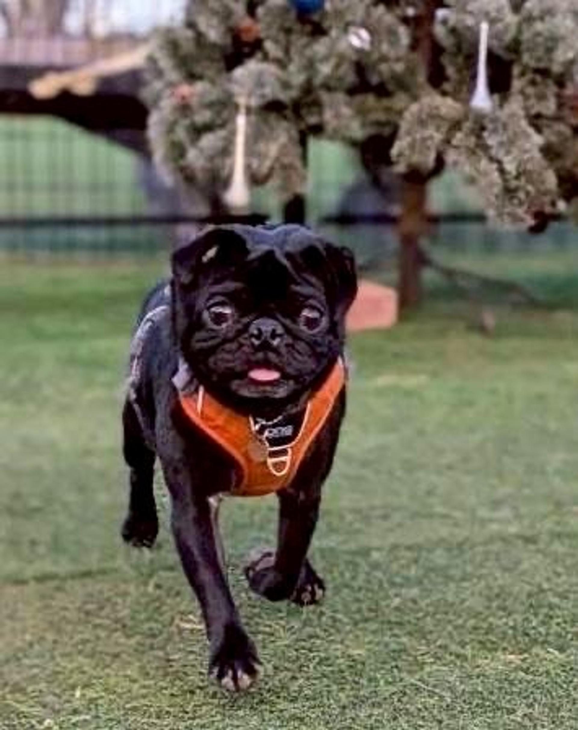 pet-image-3