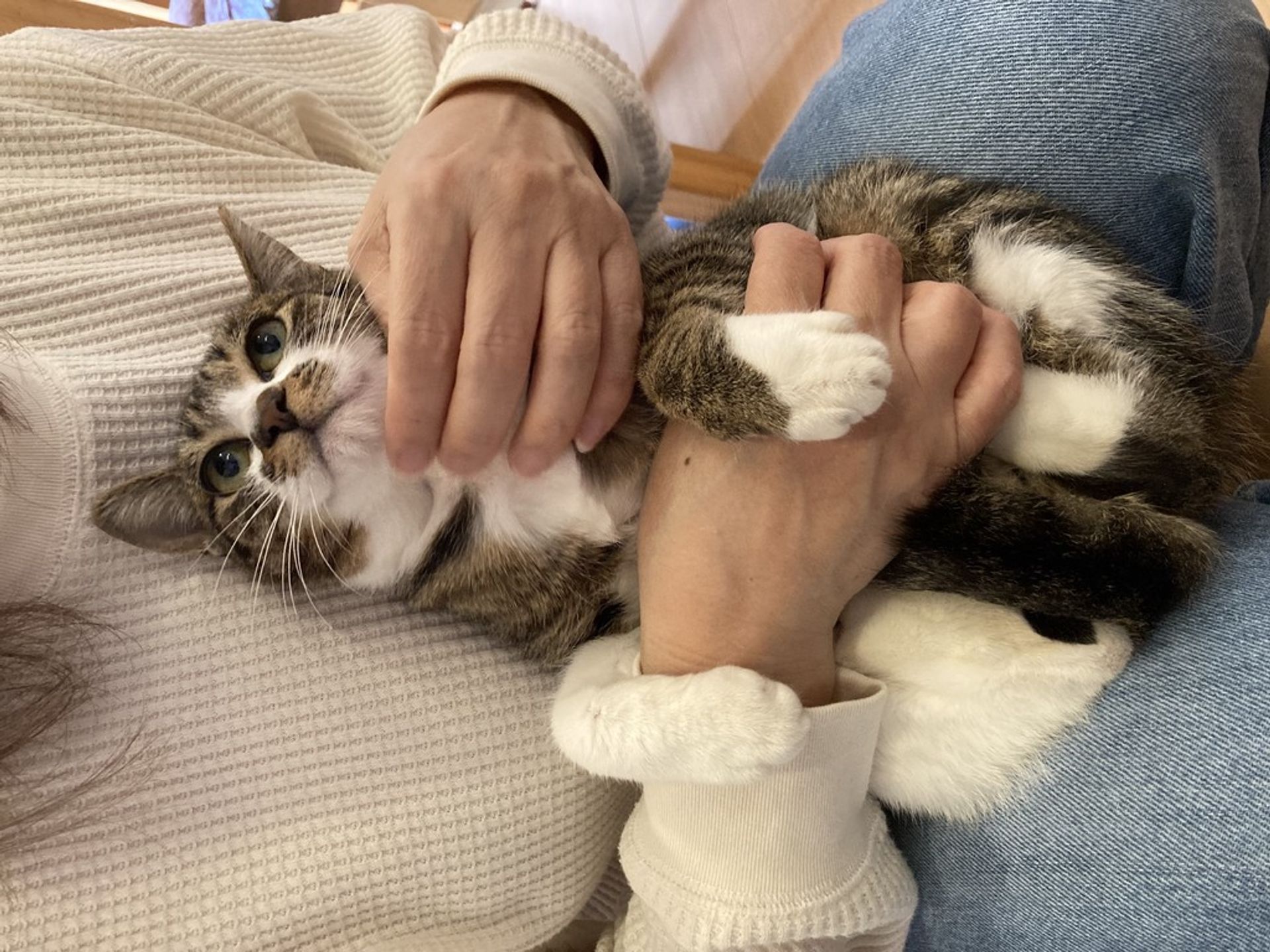 雑種（ミックス猫）・メスの里親募集の写真