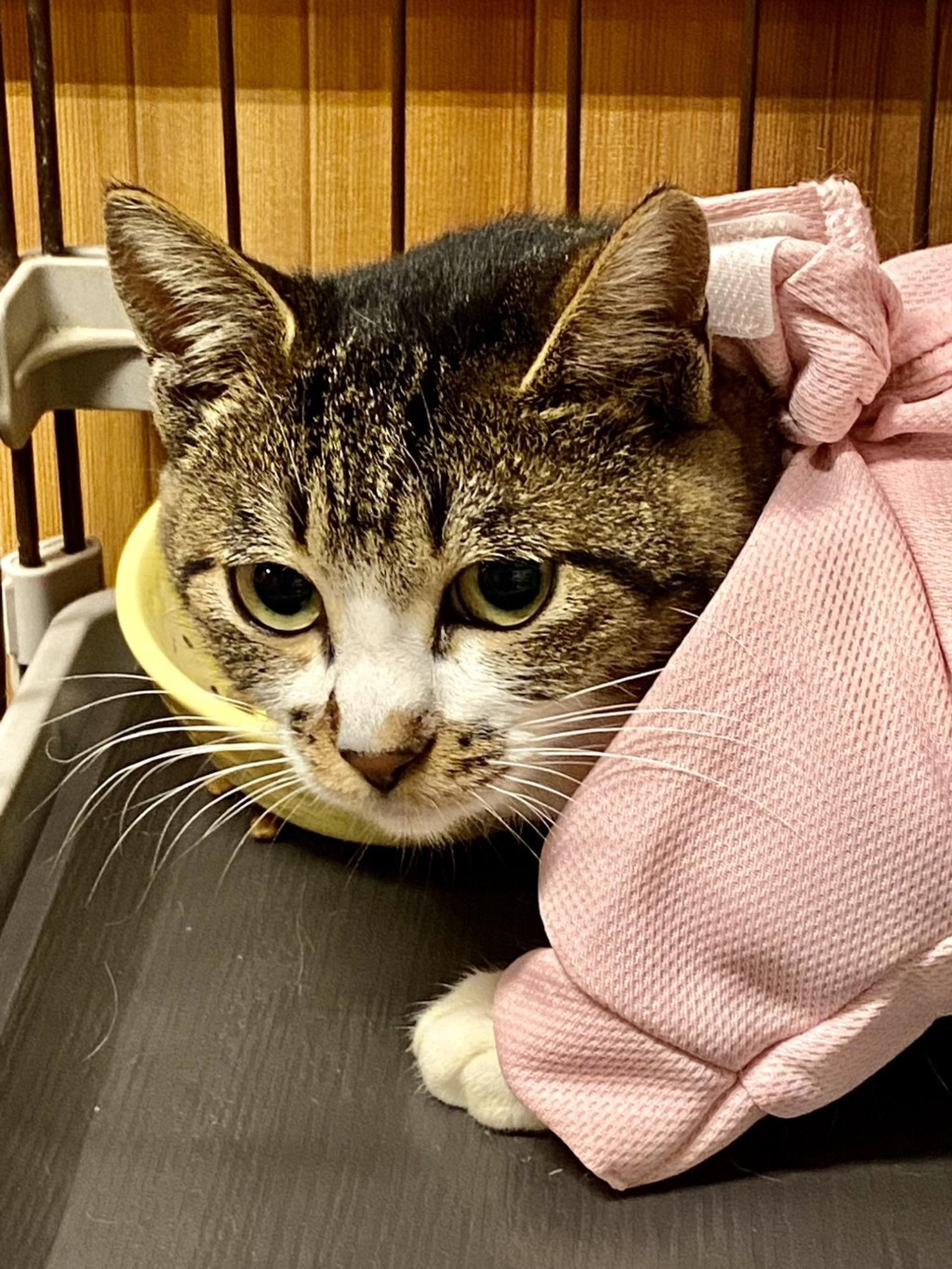 pet-image-4