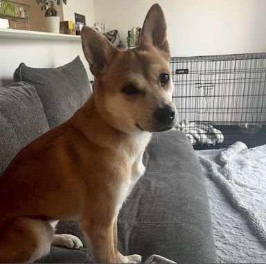 雑種（ミックス犬）・メスの里親募集の写真