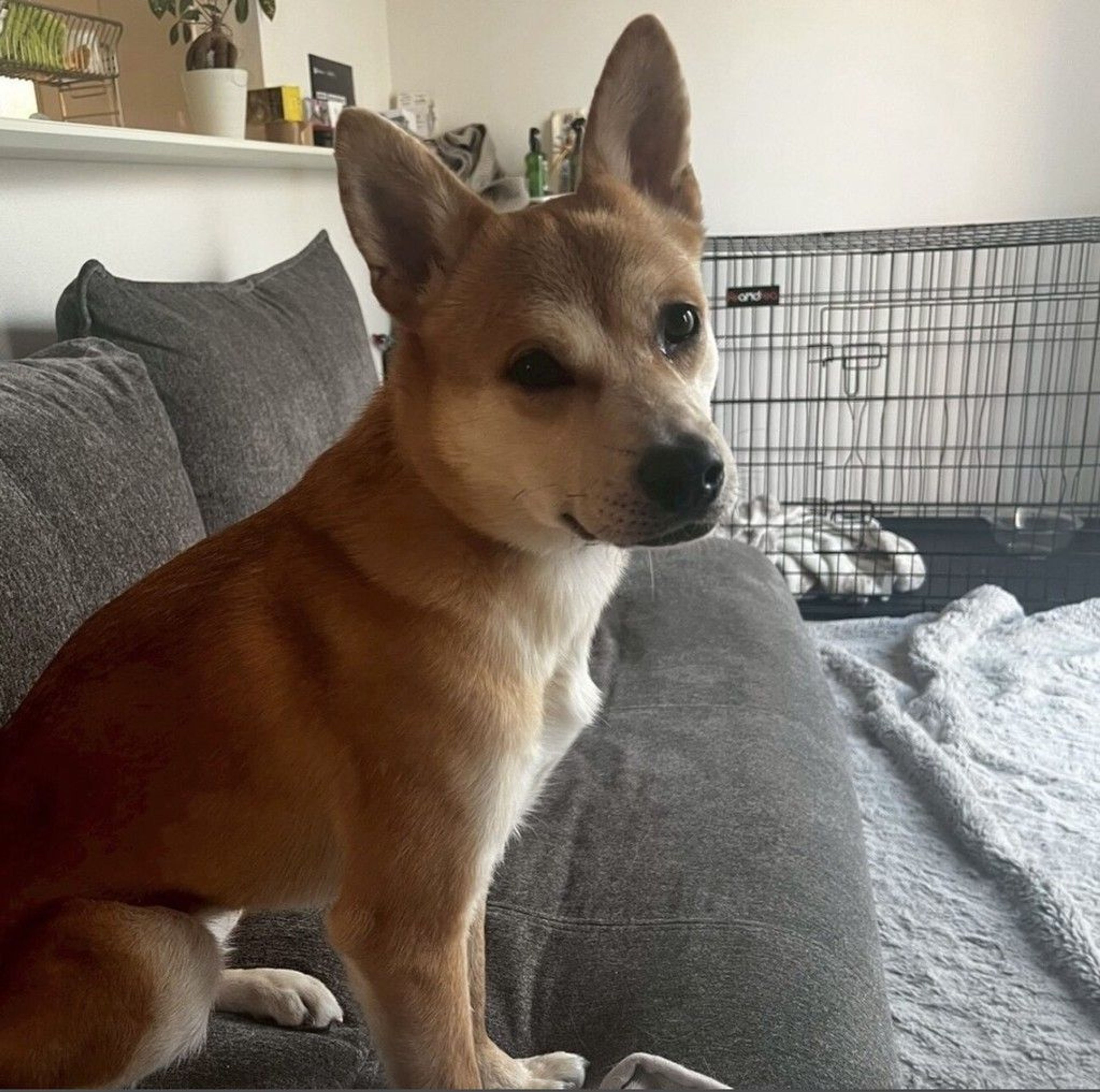 雑種（ミックス犬）・メスの里親募集の写真