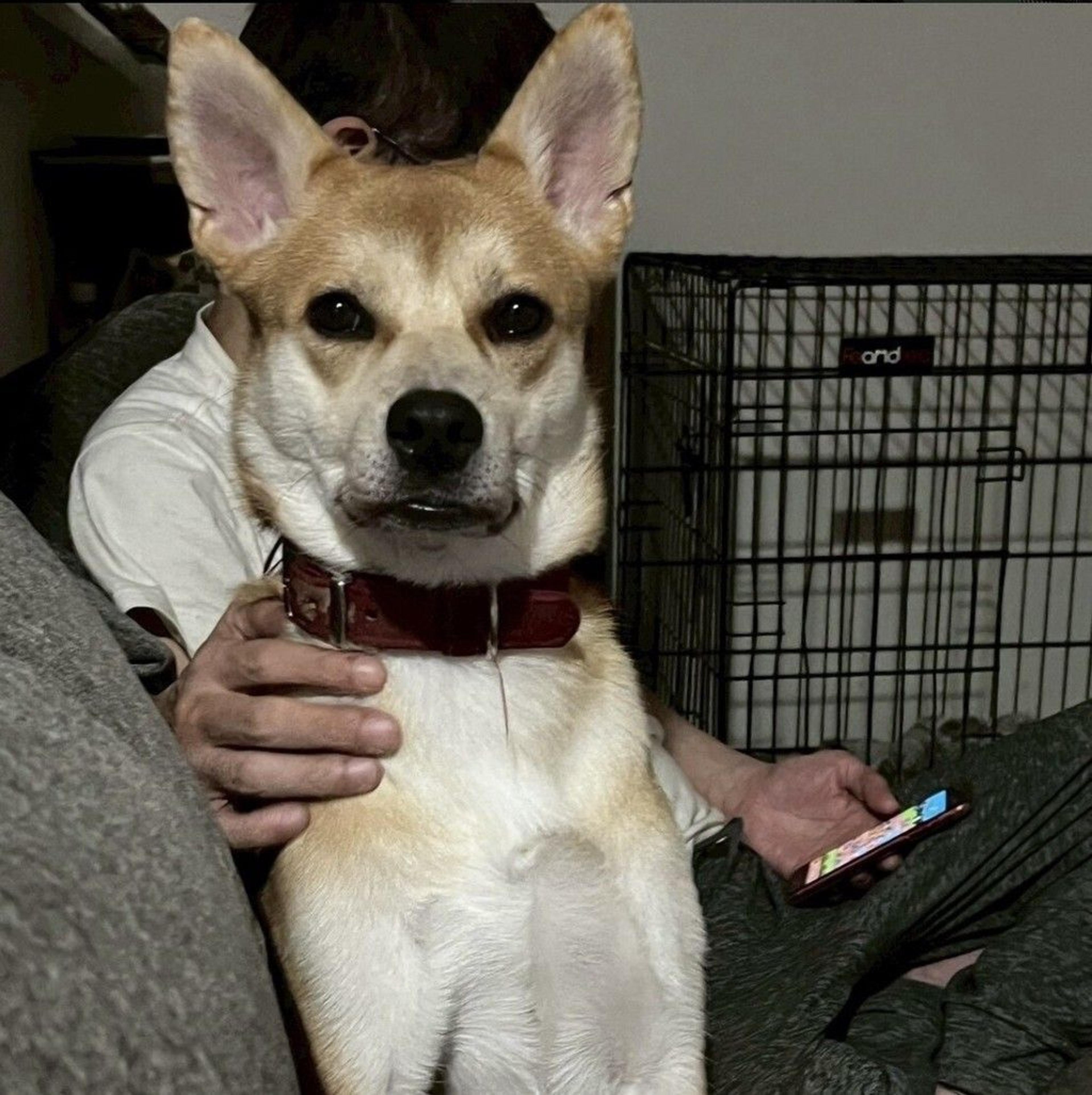pet-image-7