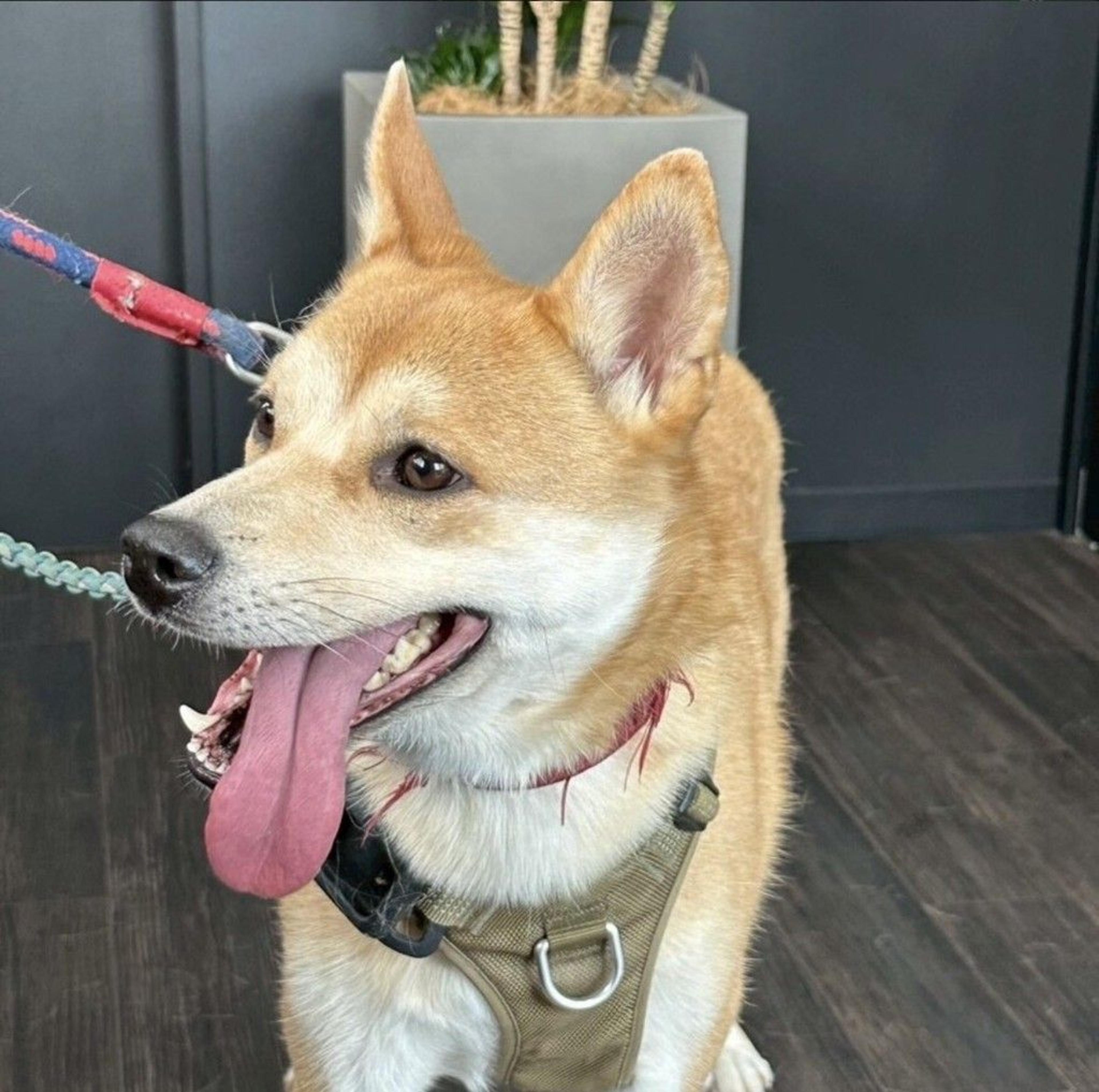 pet-image-8
