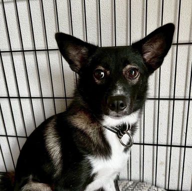 雑種（ミックス犬）・メスの里親募集の写真