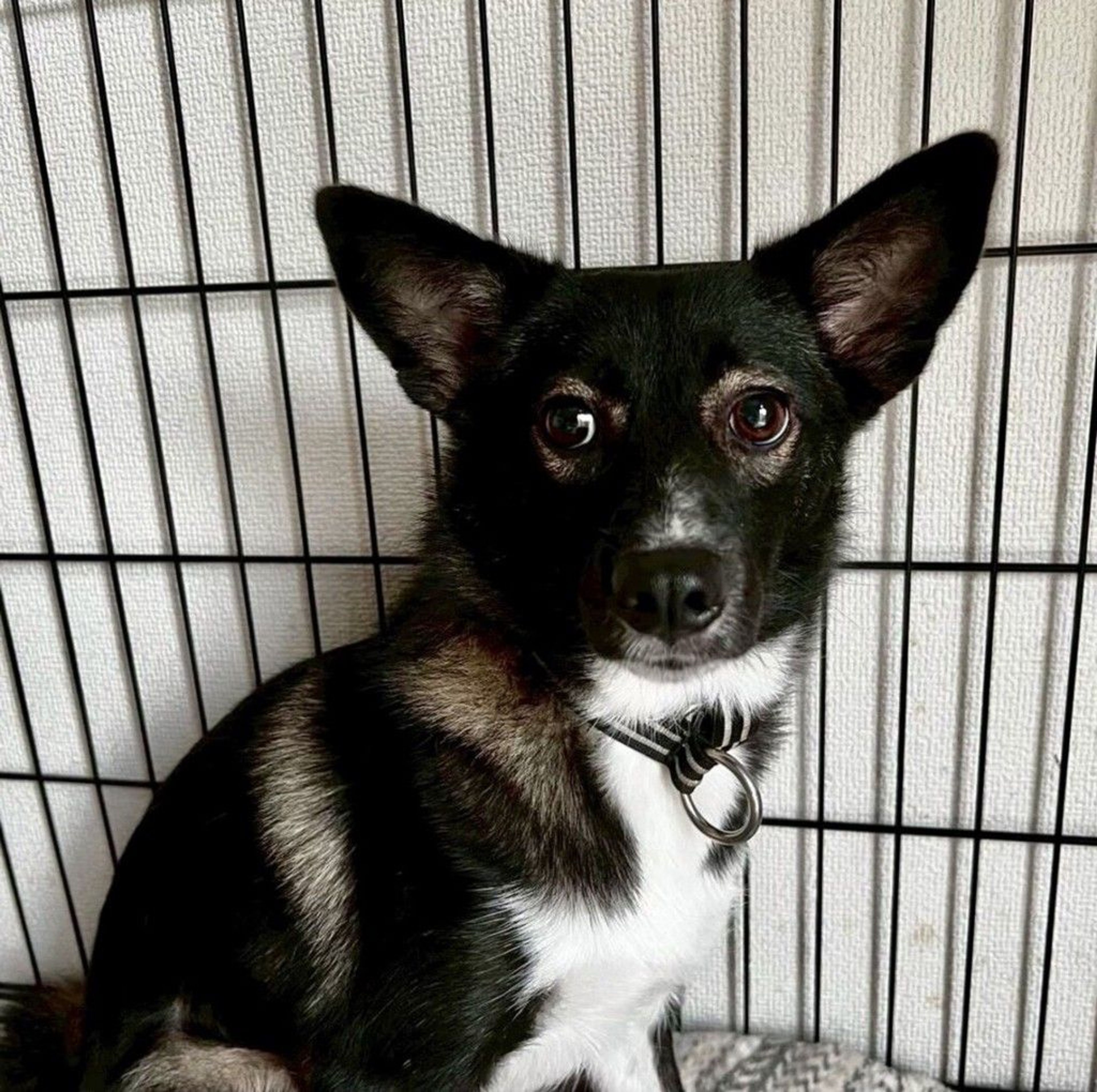 雑種（ミックス犬）・メスの里親募集の写真