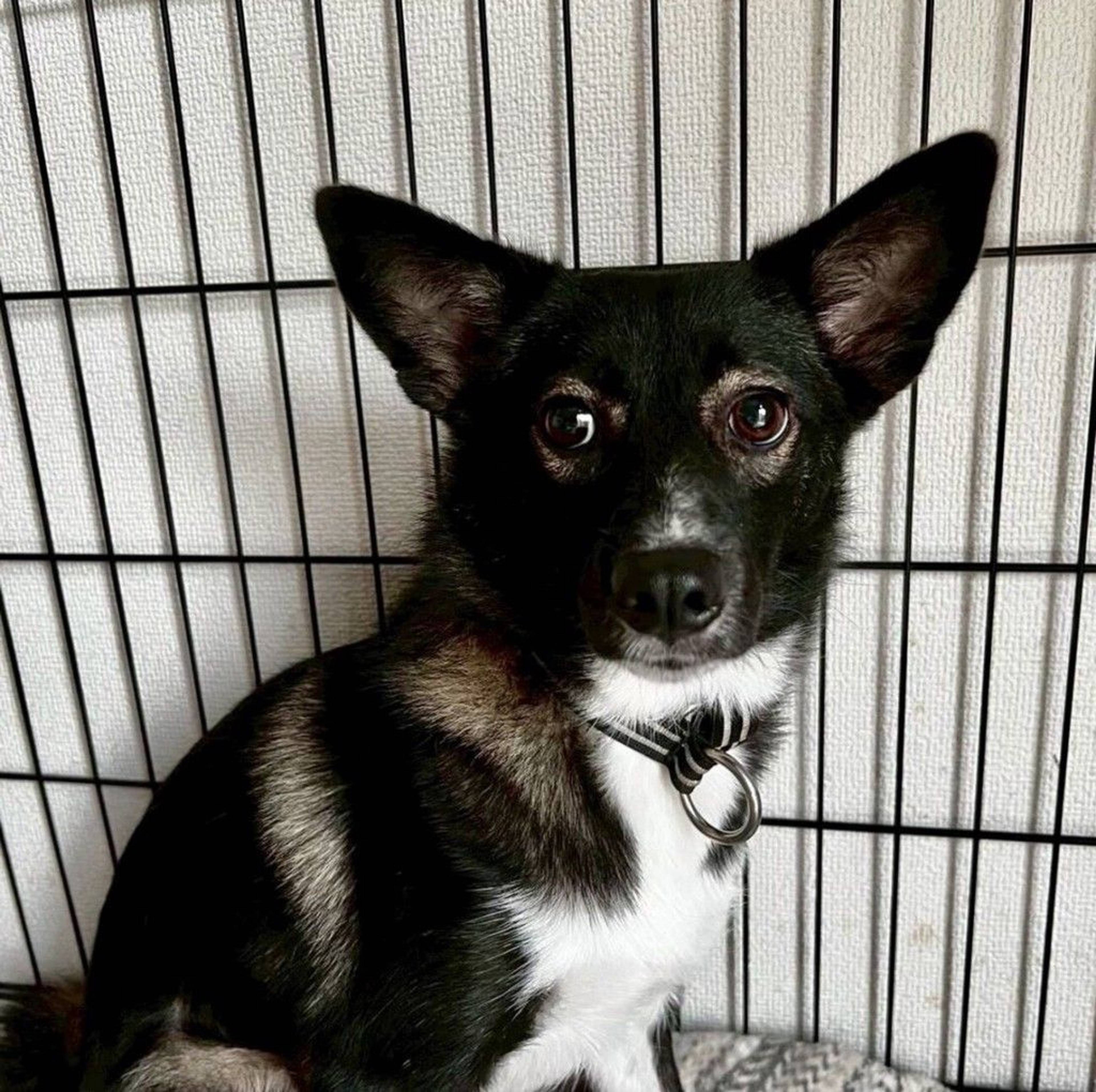雑種（ミックス犬）・メスの里親募集の写真