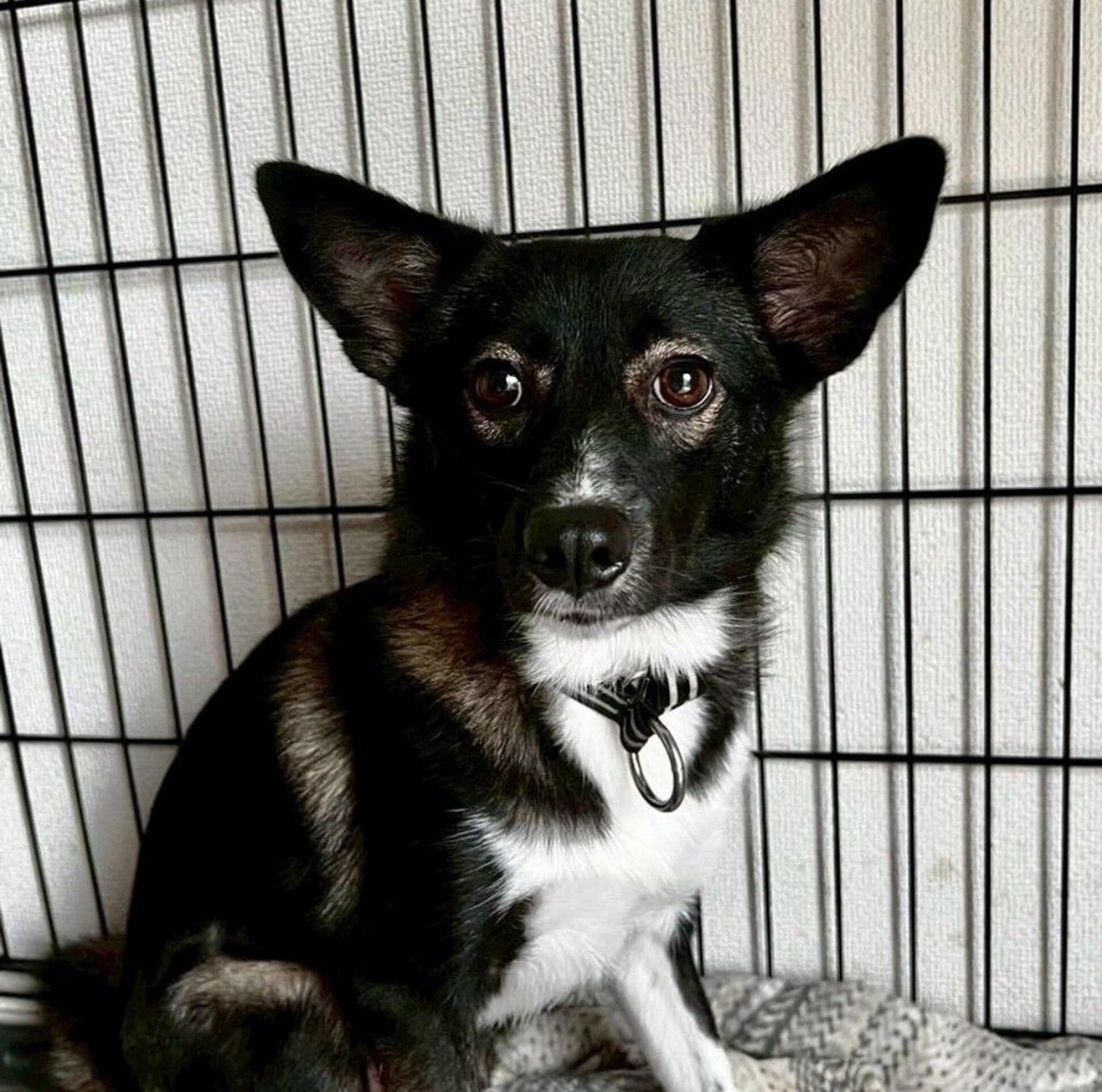 pet-image-2