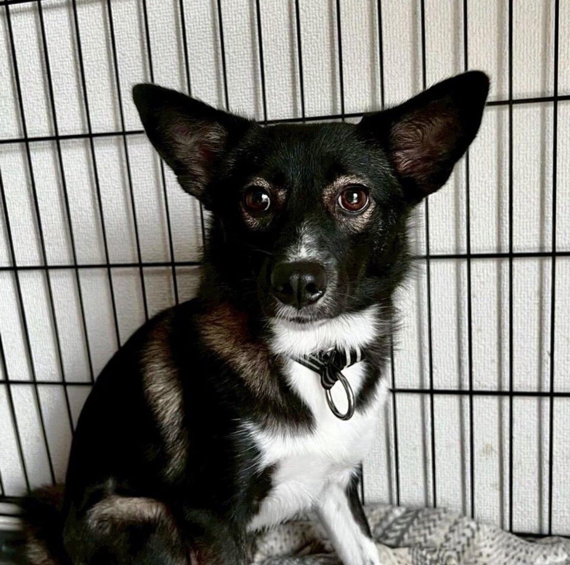 pet-image-2