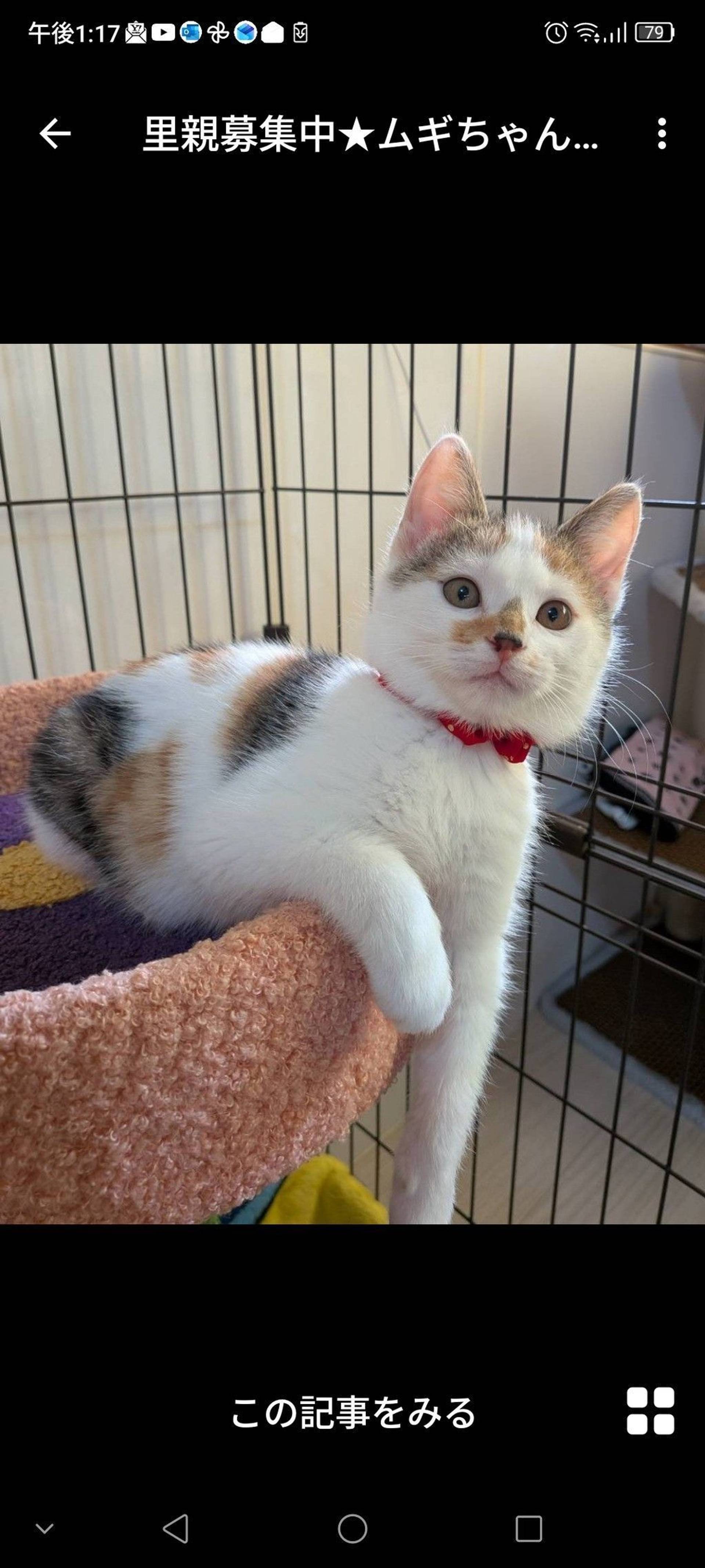 雑種（ミックス猫）・メスの里親募集の写真