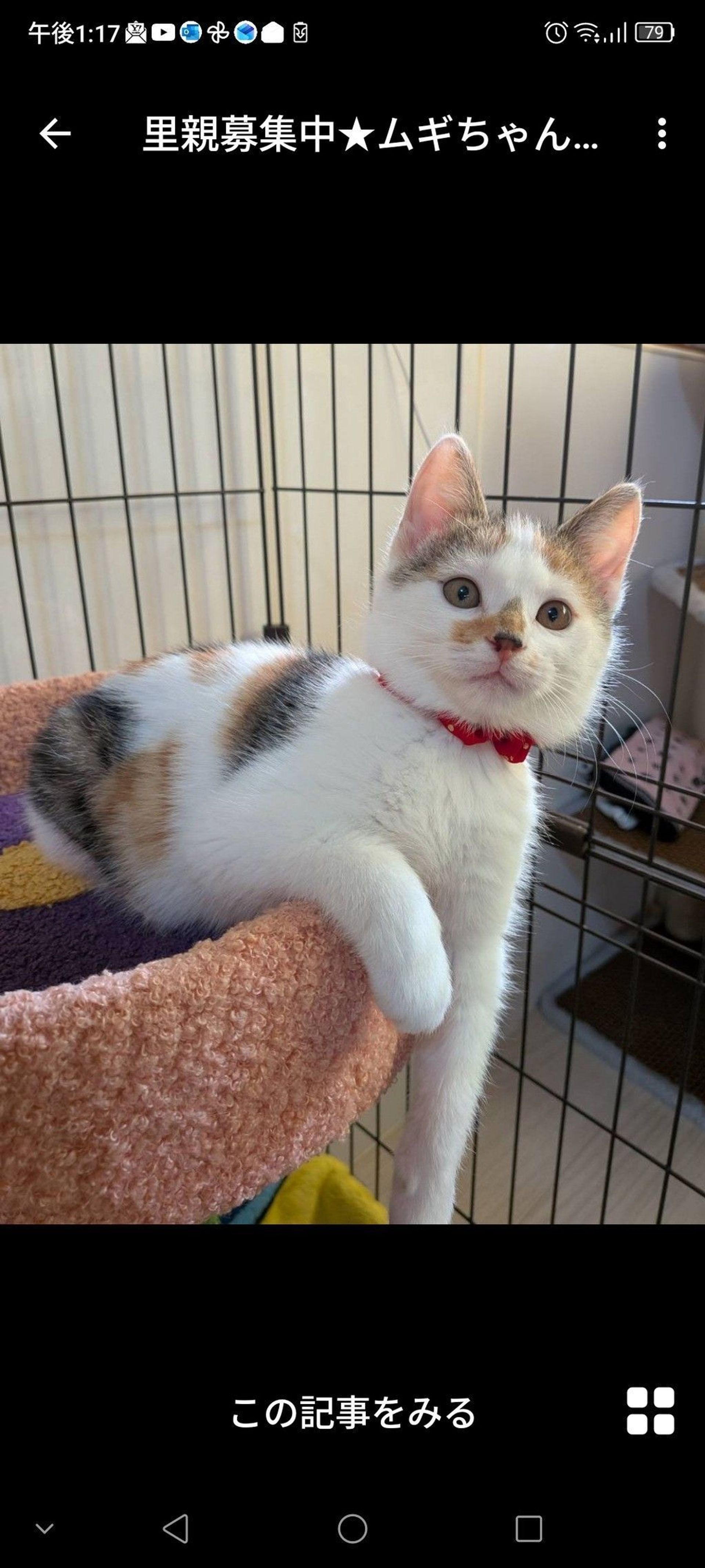 雑種（ミックス猫）・メスの里親募集の写真