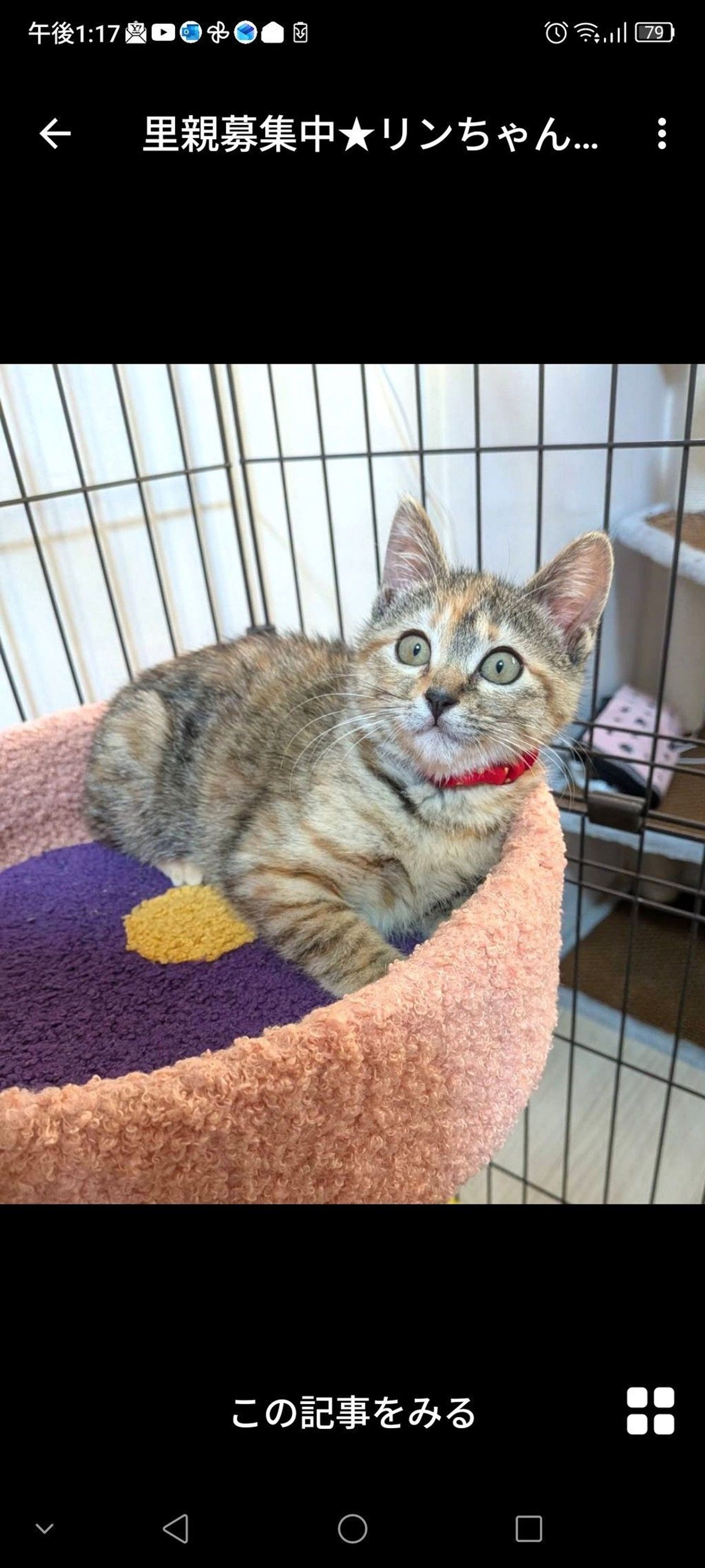 雑種（ミックス猫）・メスの里親募集の写真