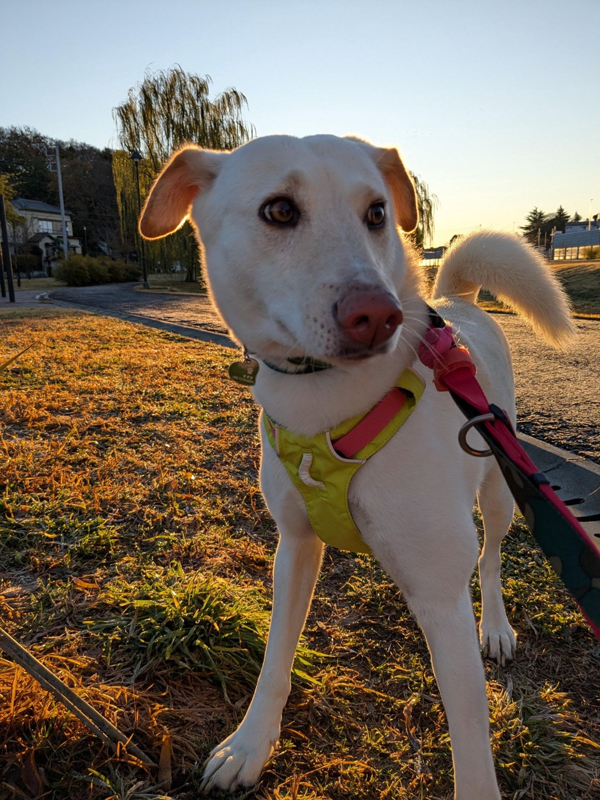 雑種（ミックス犬）・メスの里親募集の写真