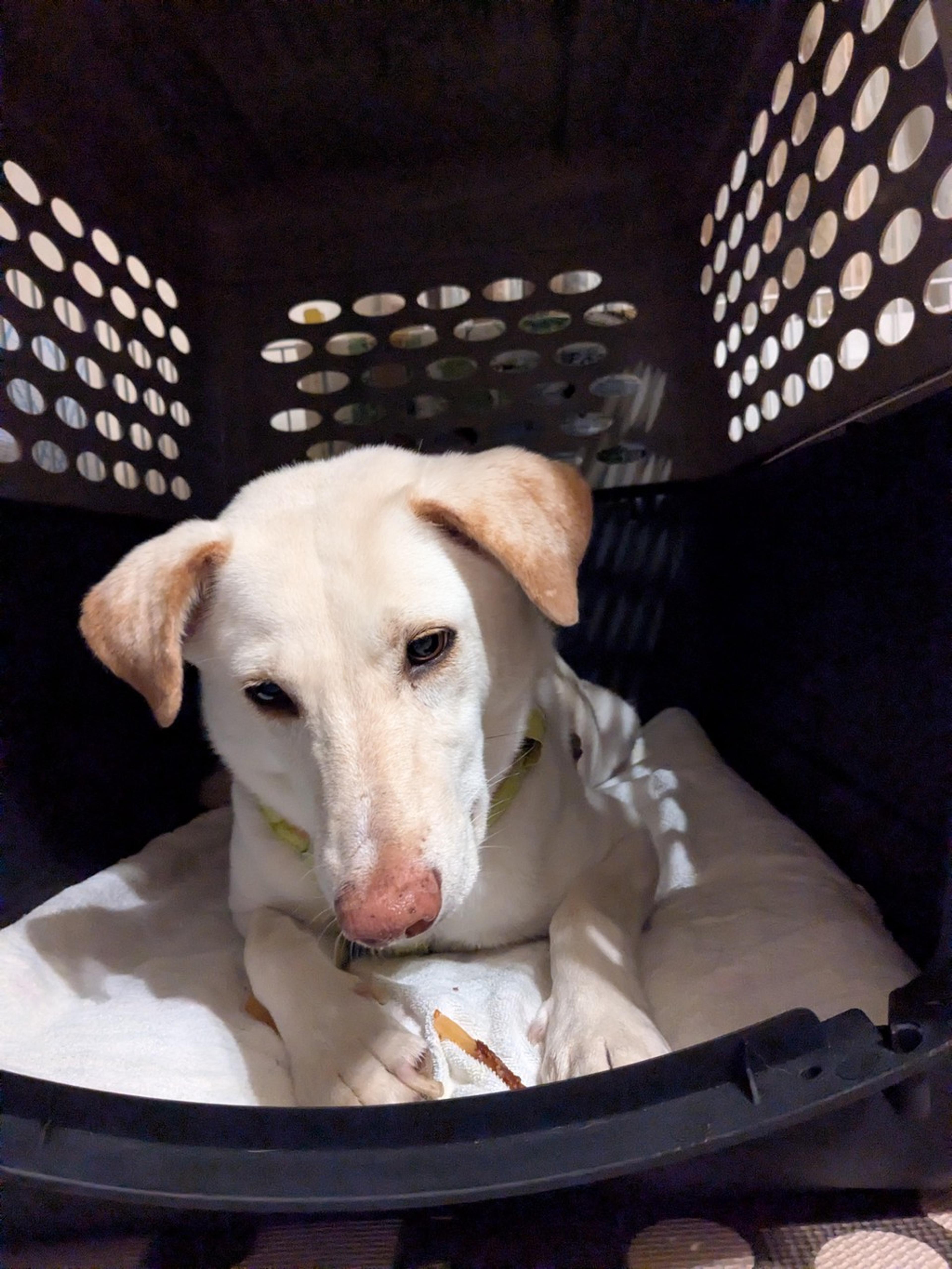 pet-image-2
