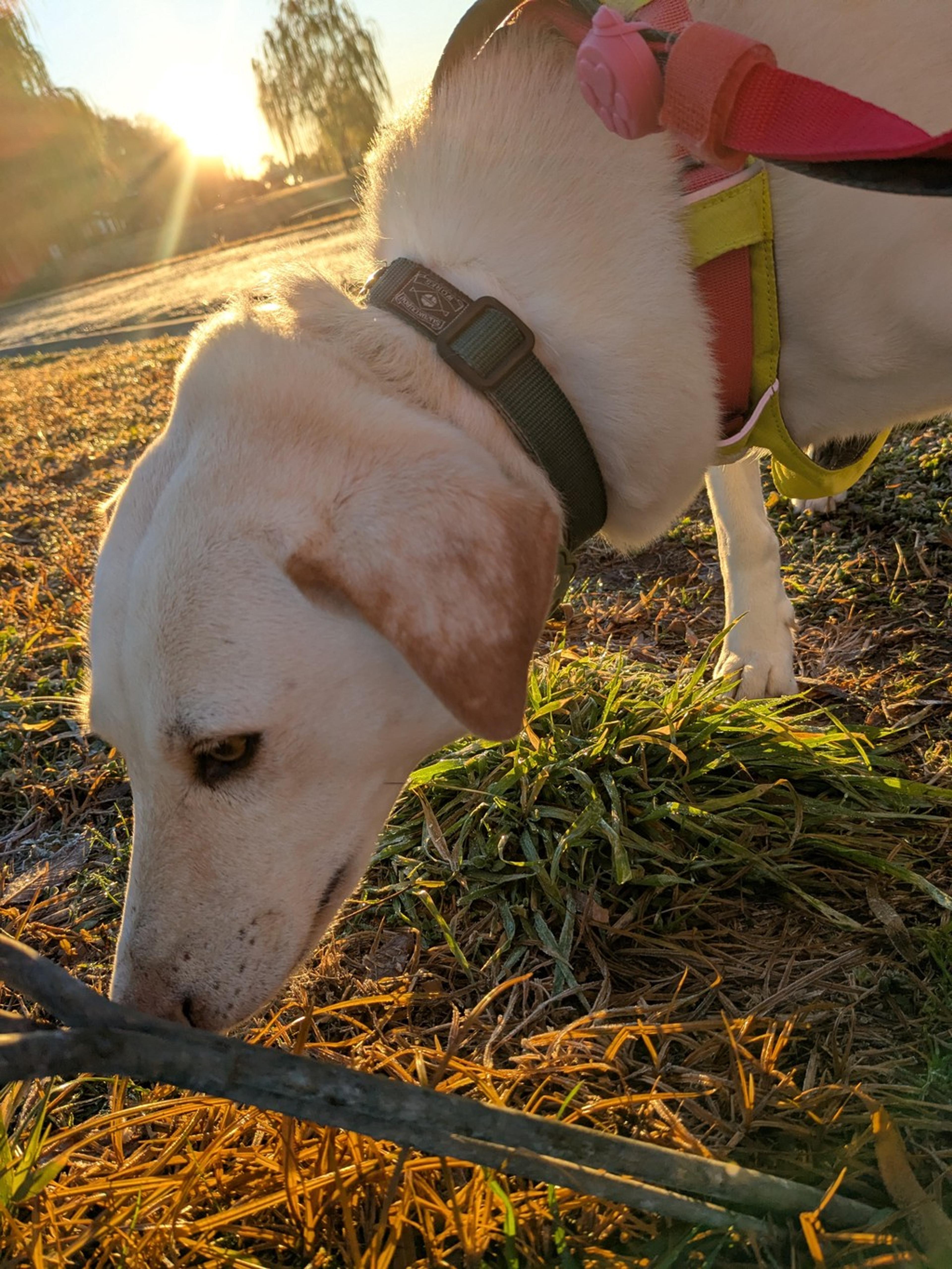 pet-image-3