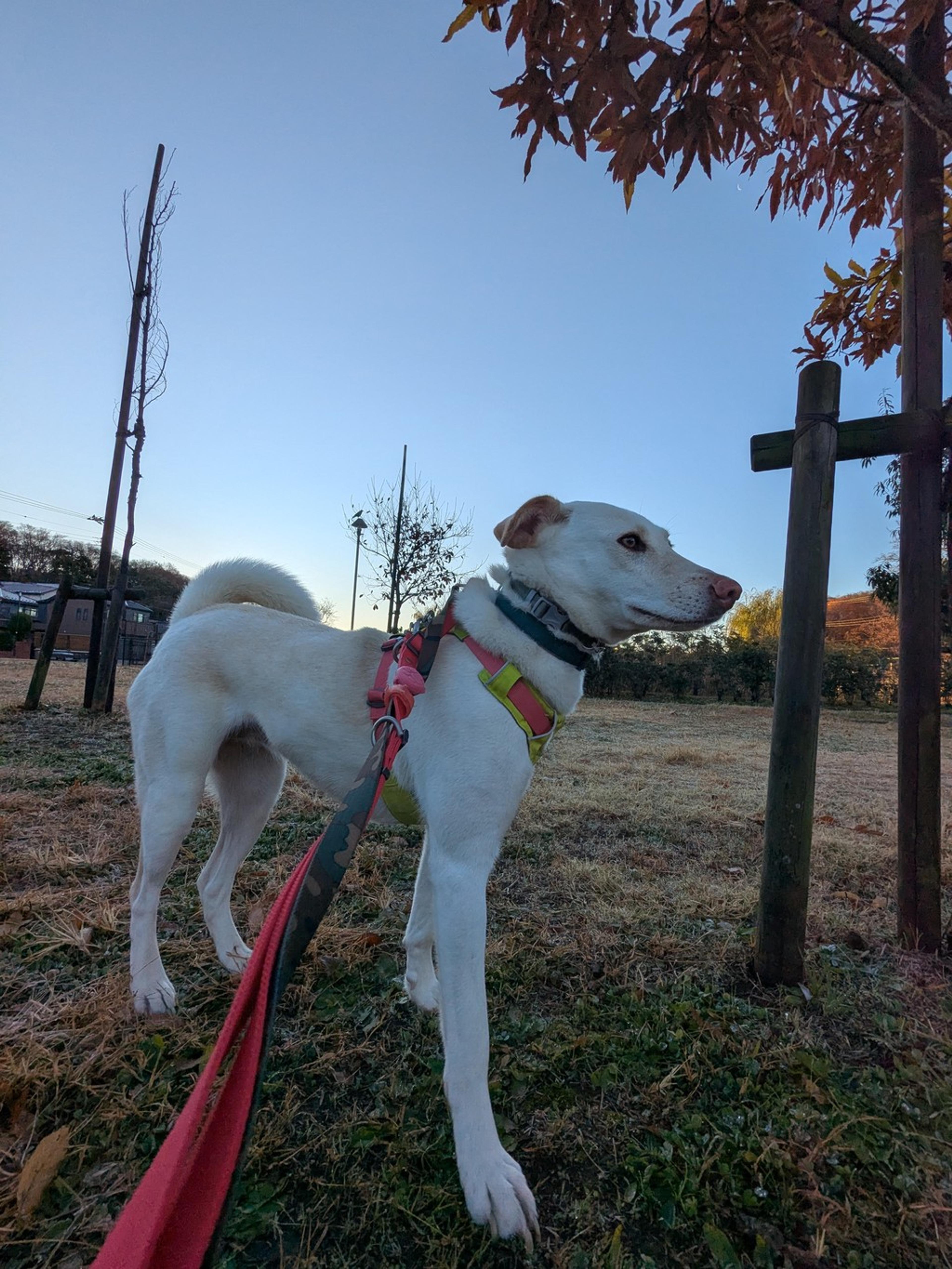 pet-image-4