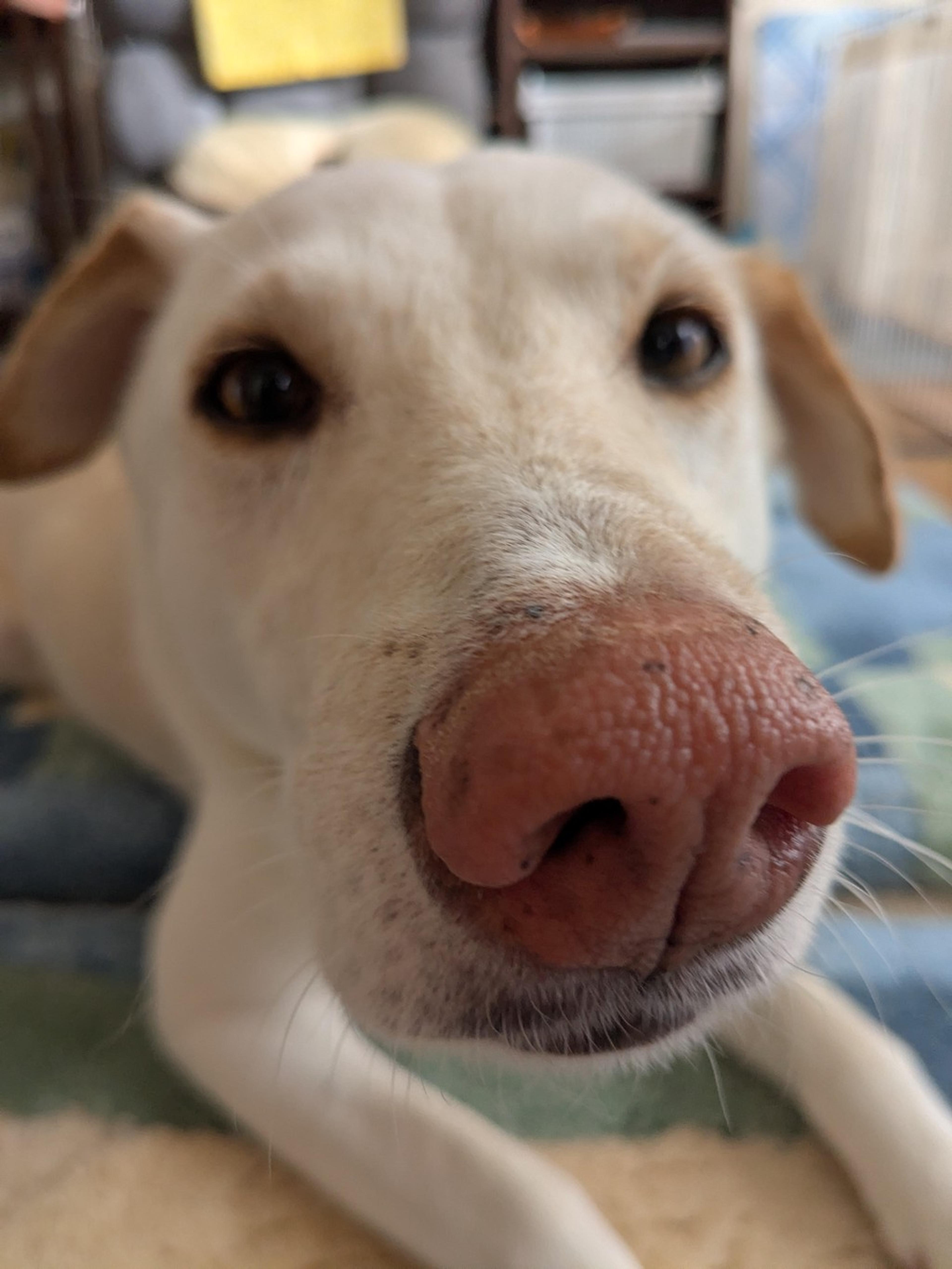 pet-image-5