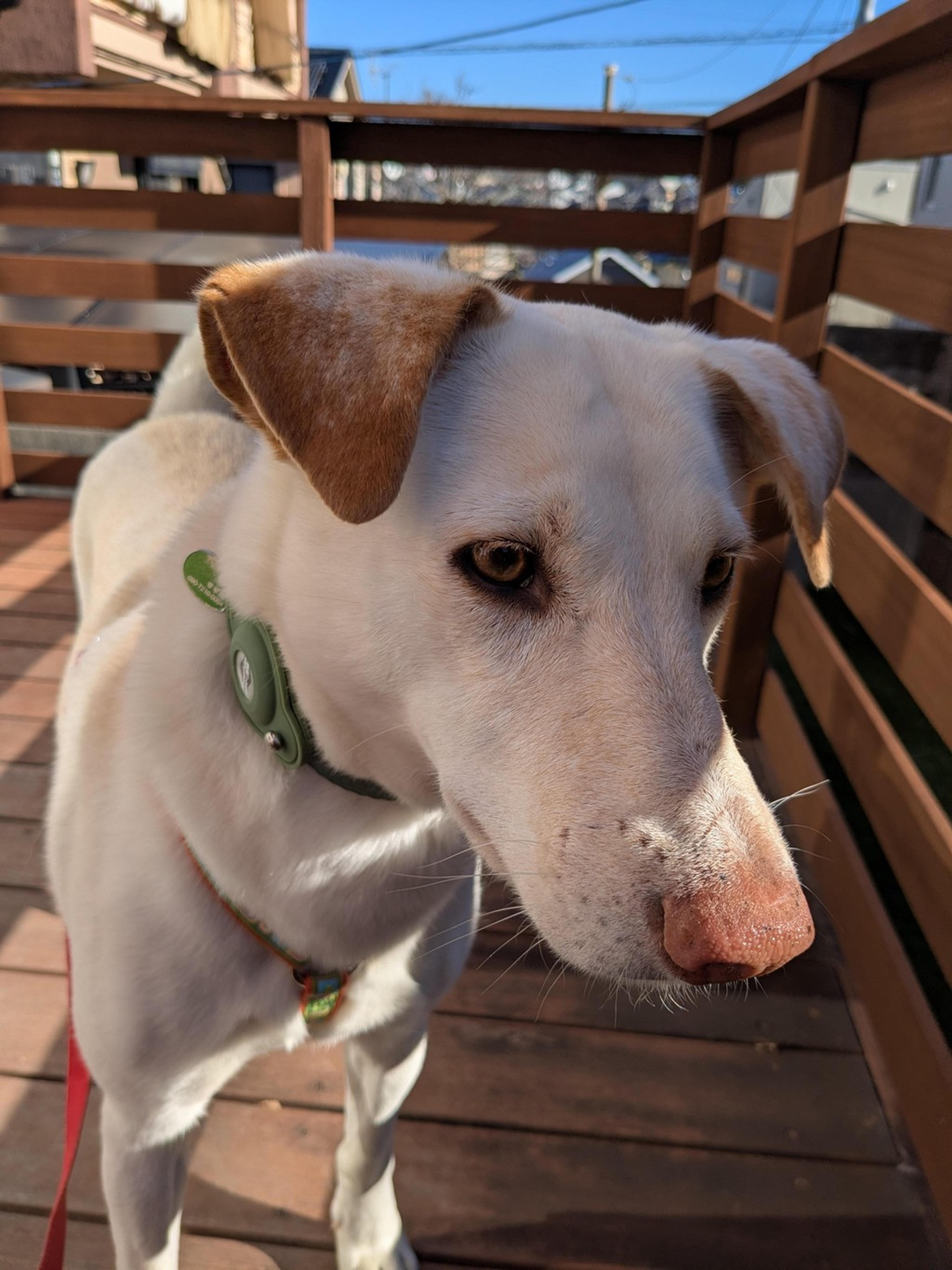 pet-image-6