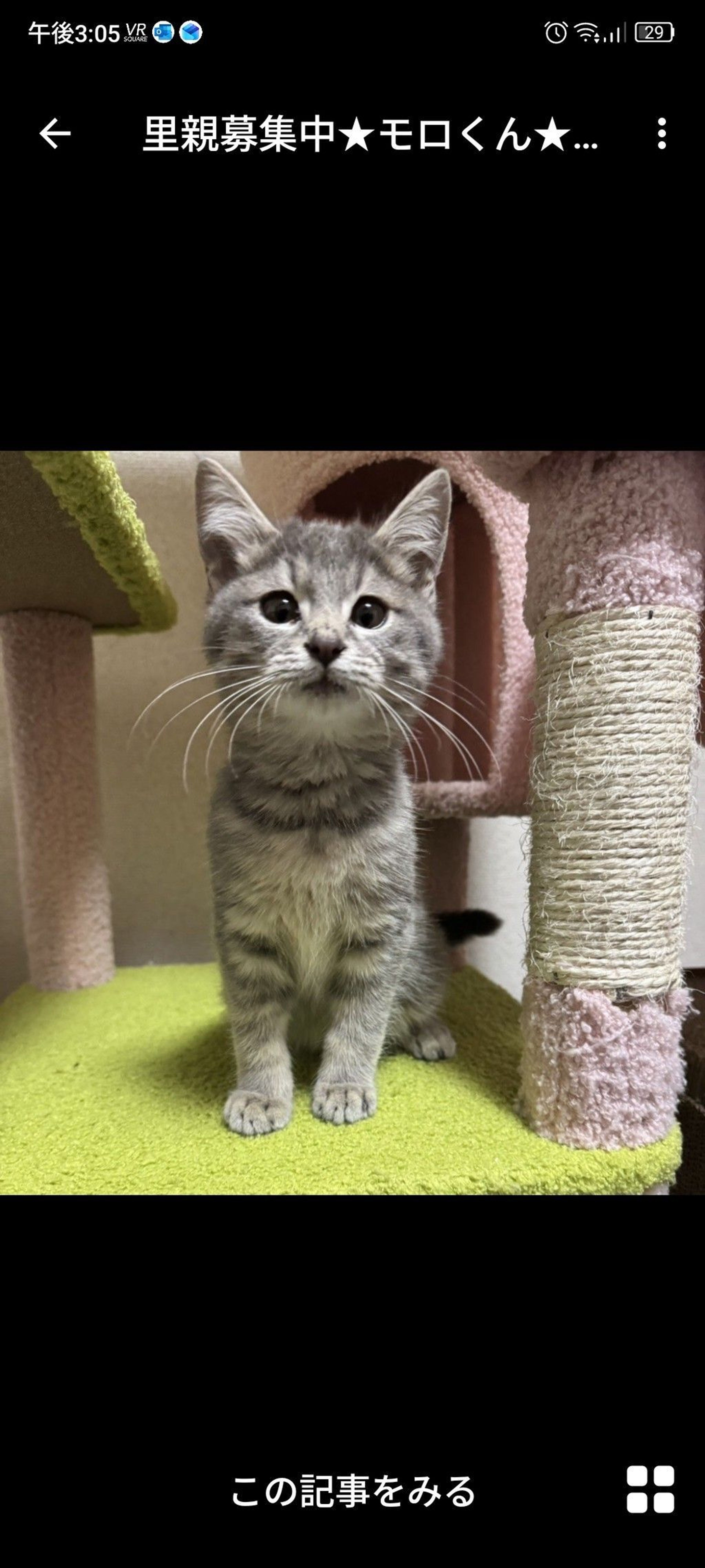 雑種（ミックス猫）・オスの里親募集の写真