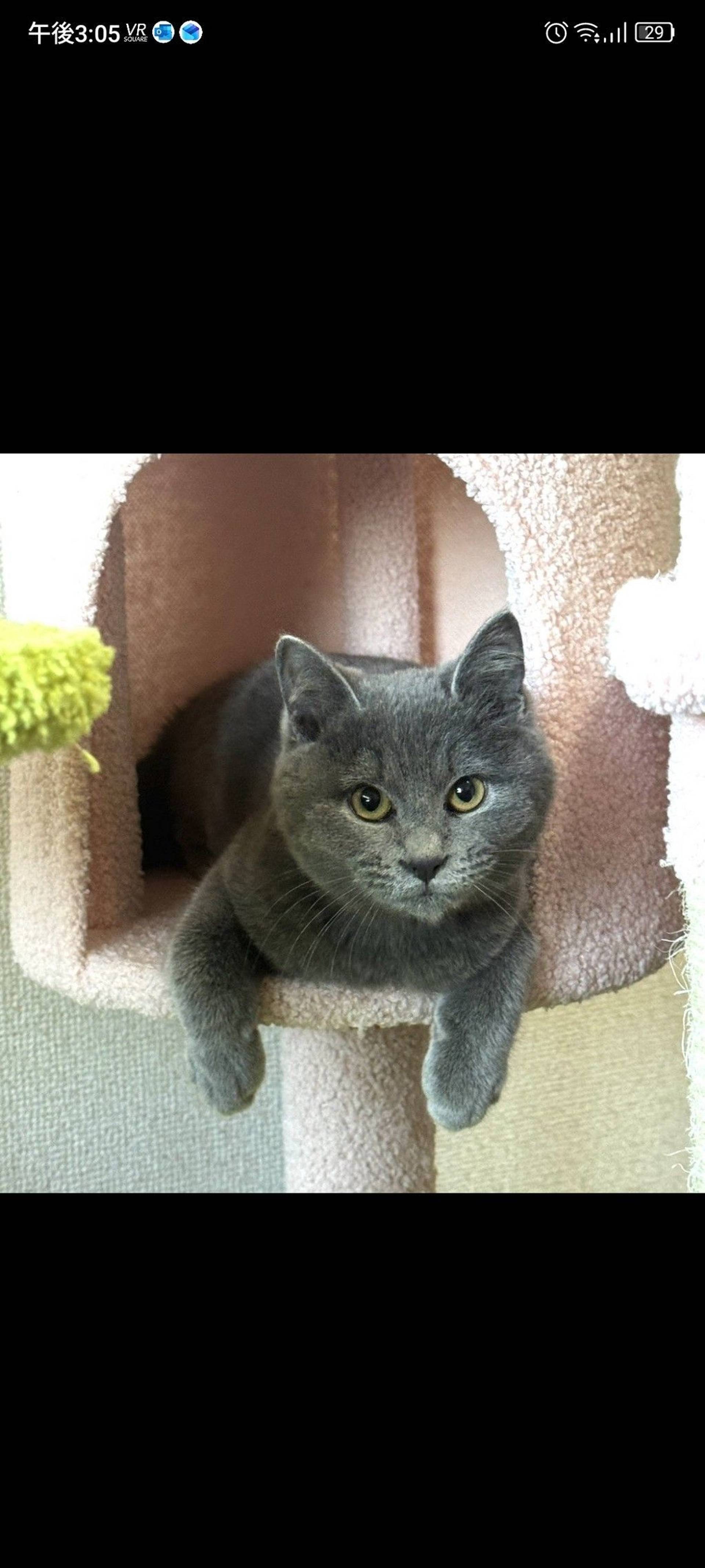 雑種（ミックス猫）・オスの里親募集の写真