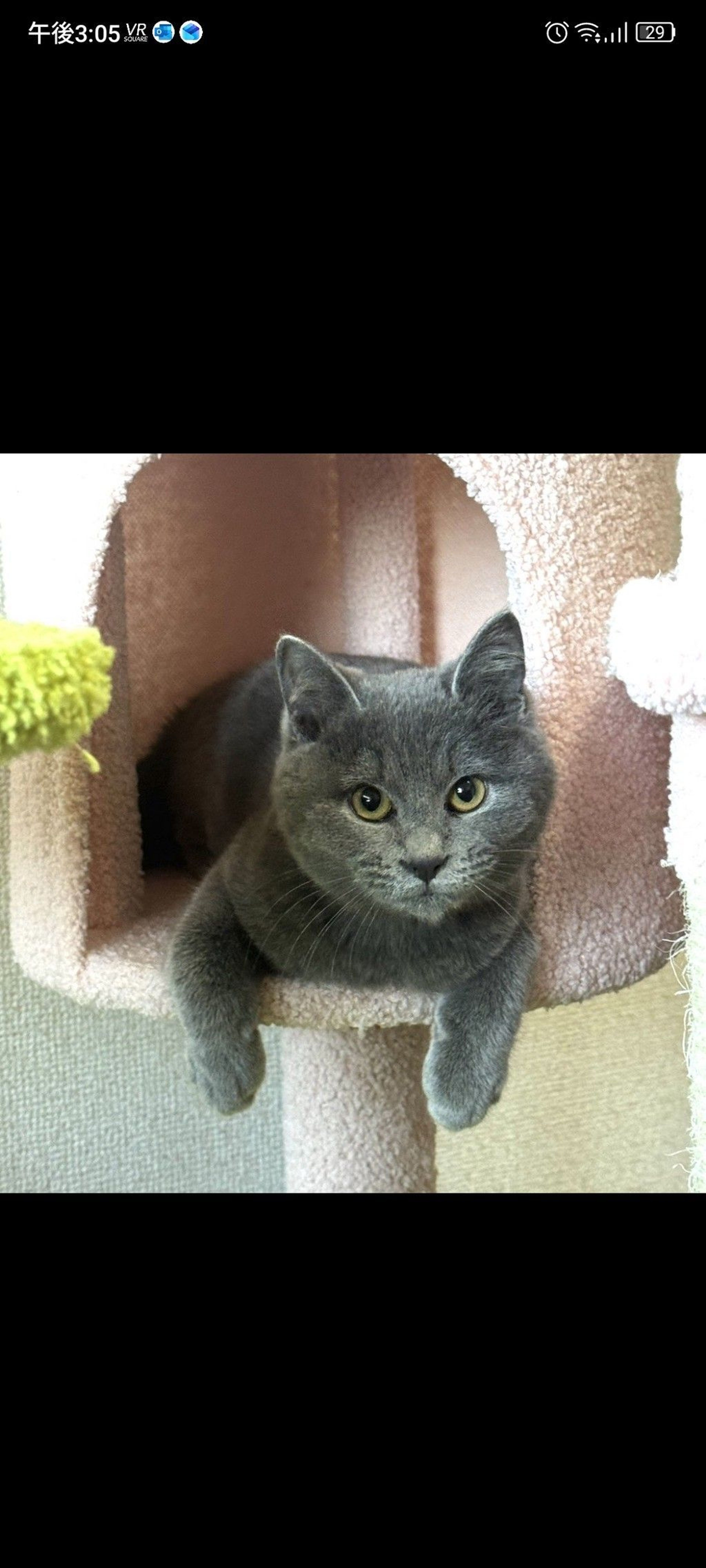 雑種（ミックス猫）・オスの里親募集の写真