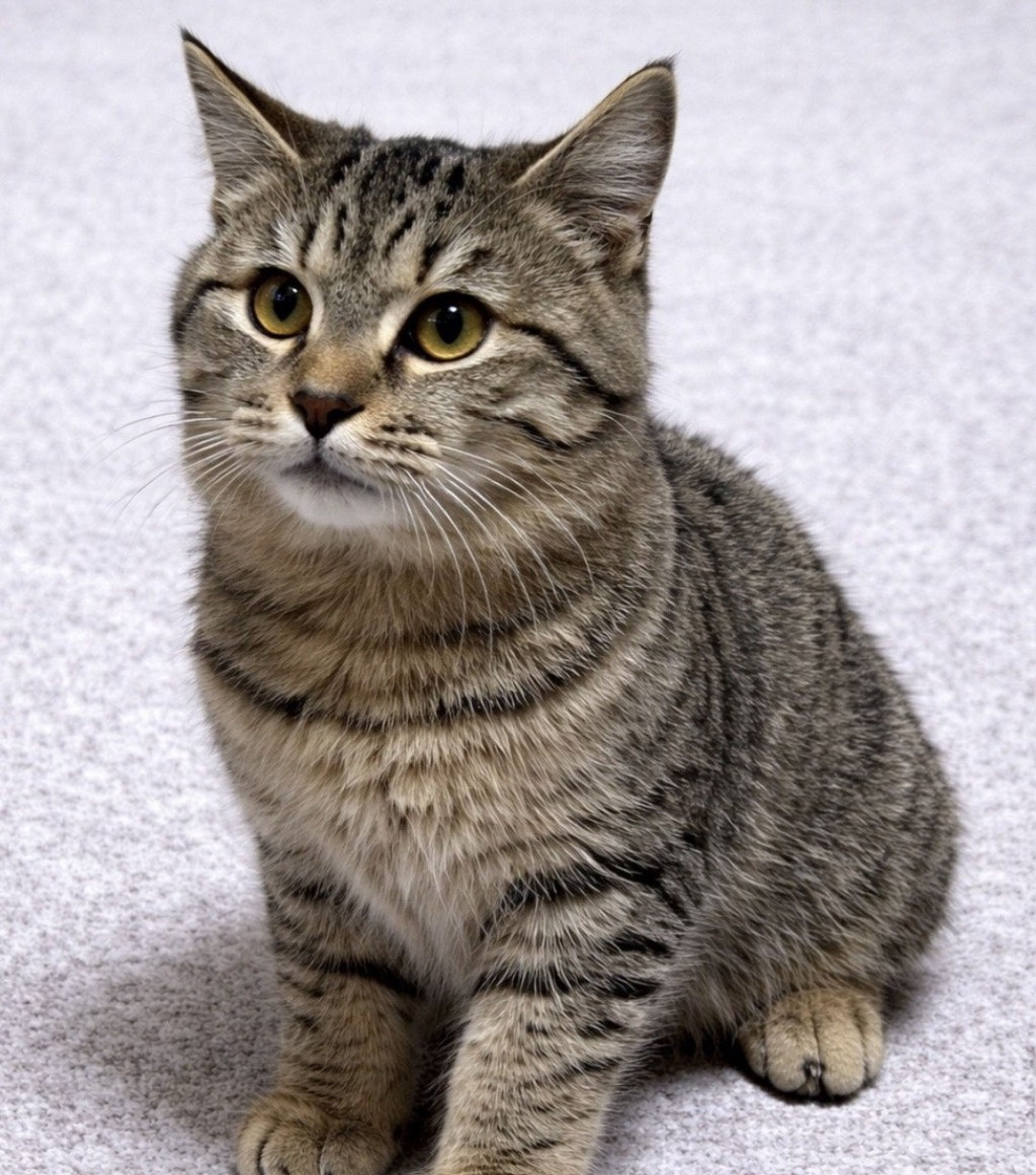 雑種（ミックス猫）・オスの里親募集の写真