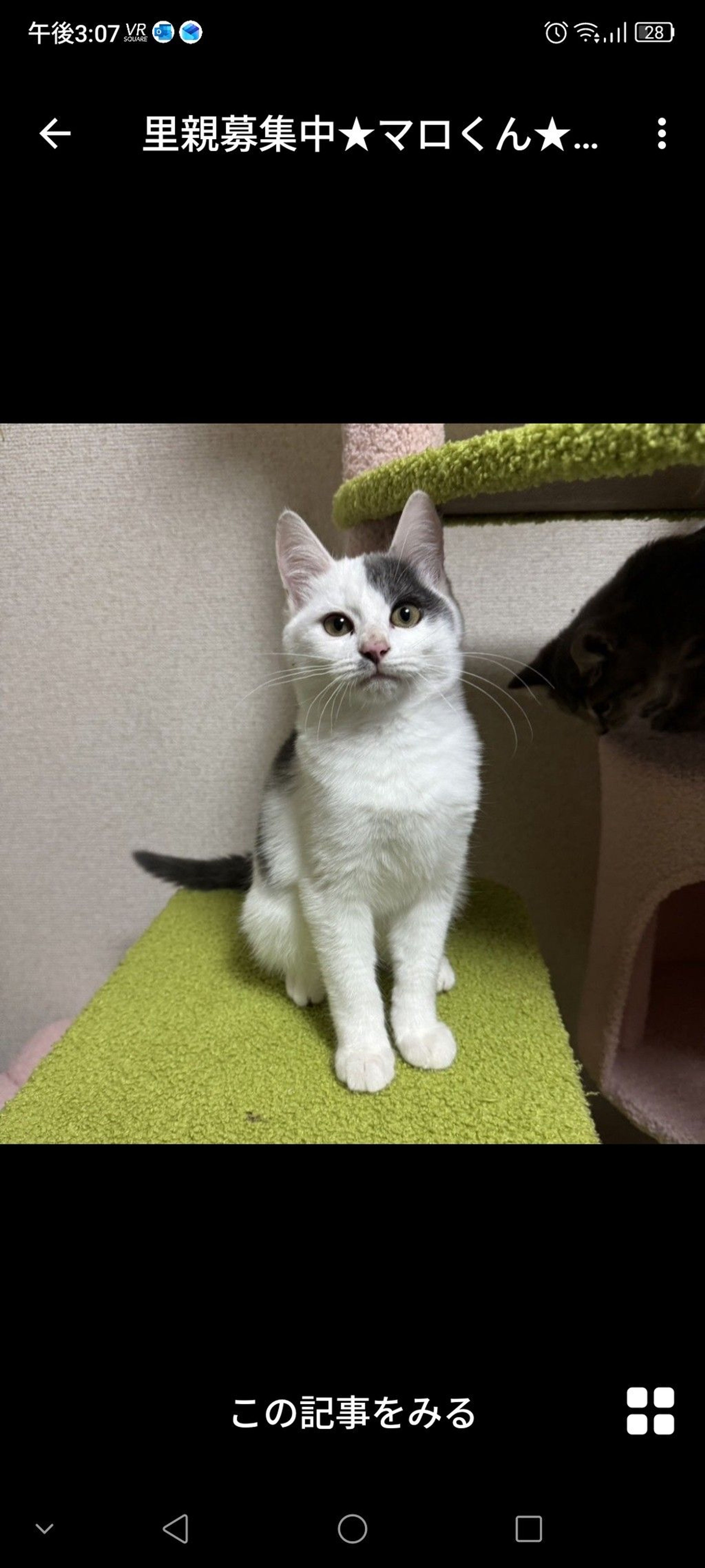 雑種（ミックス猫）・オスの里親募集の写真