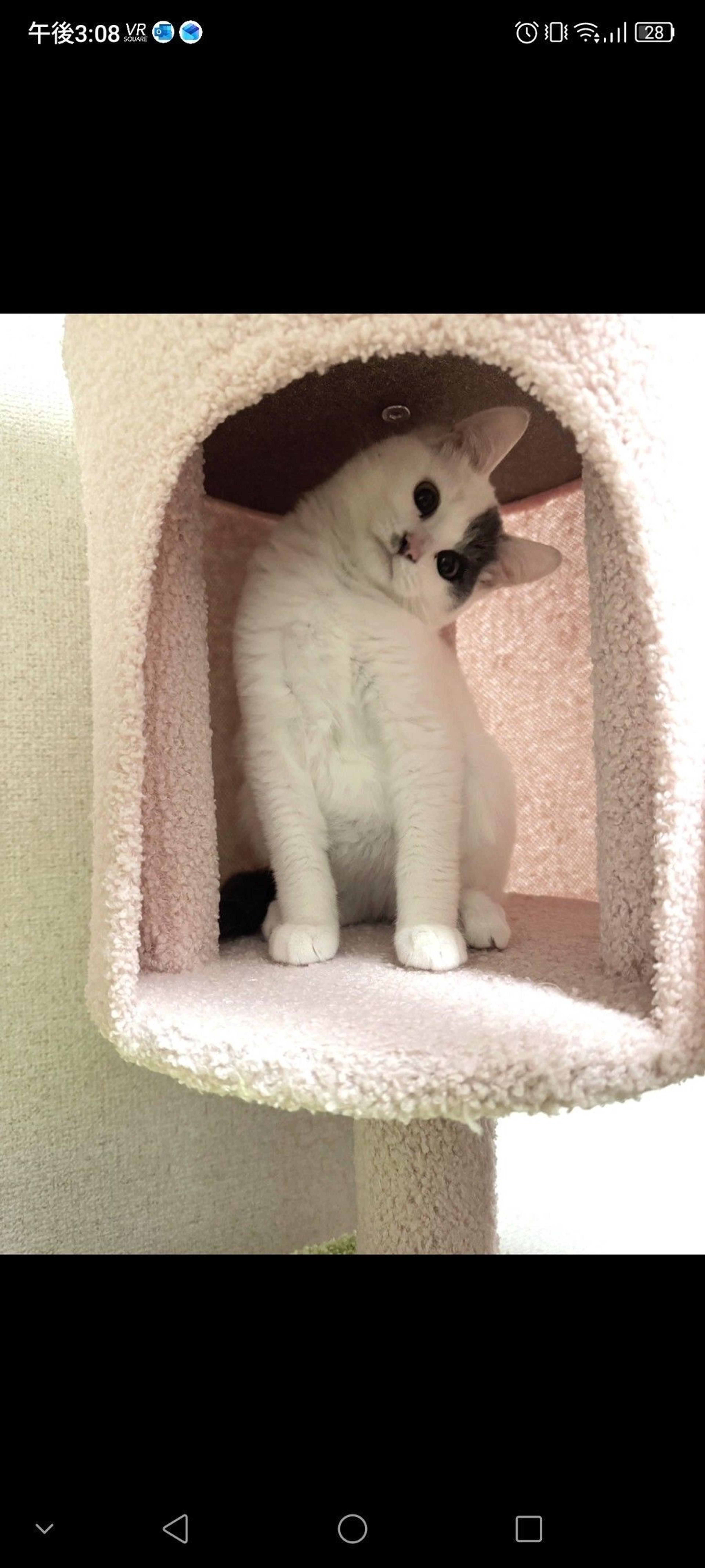 pet-image-3