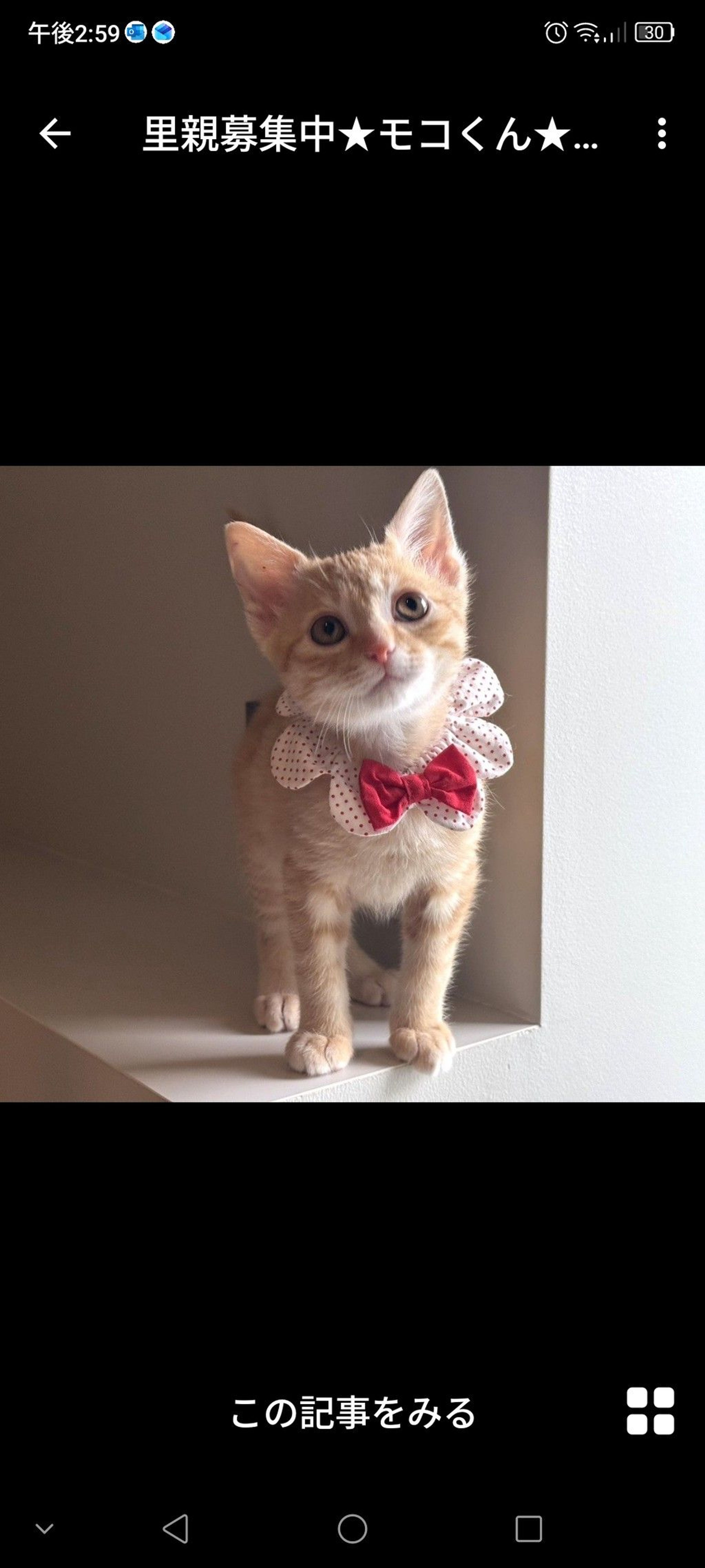 雑種（ミックス猫）・オスの里親募集の写真