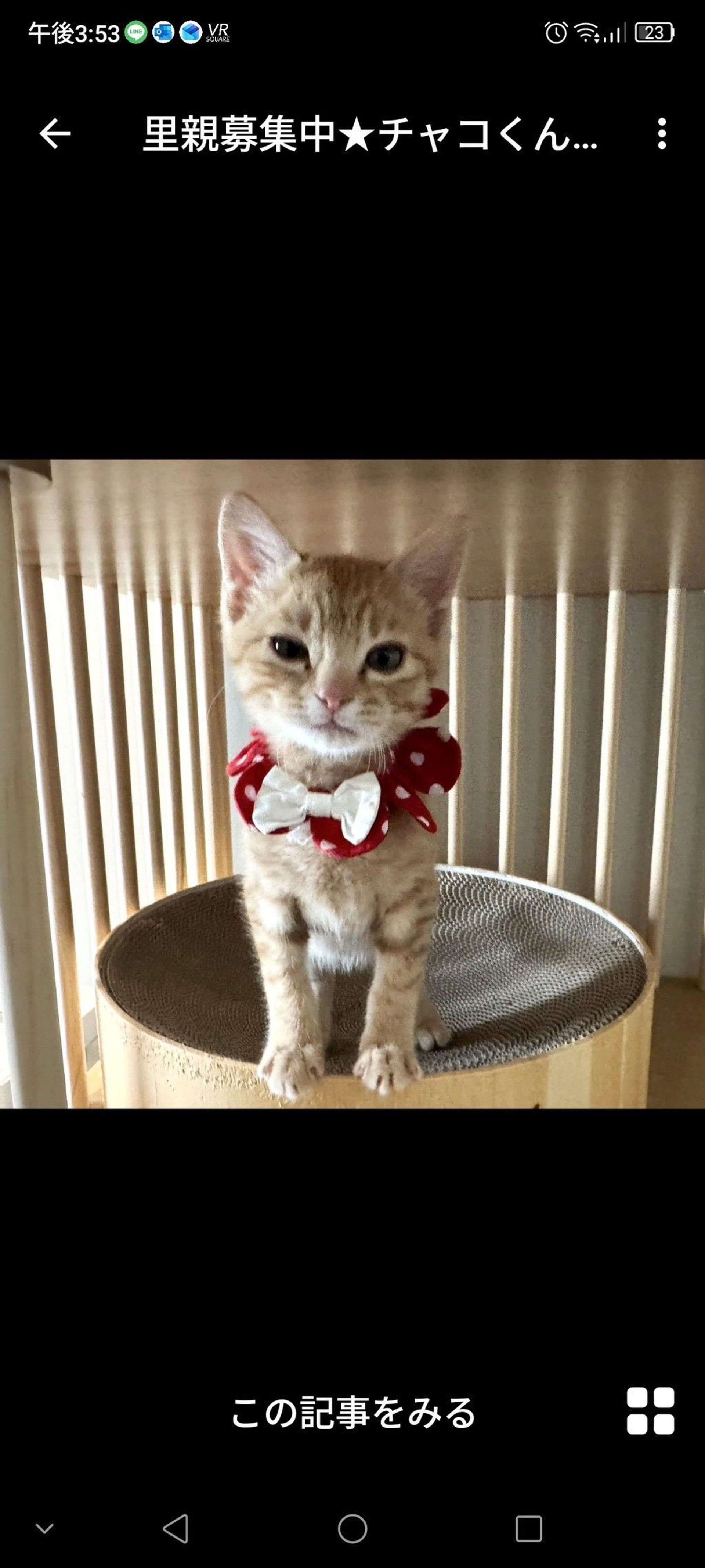 雑種（ミックス猫）・オスの里親募集の写真