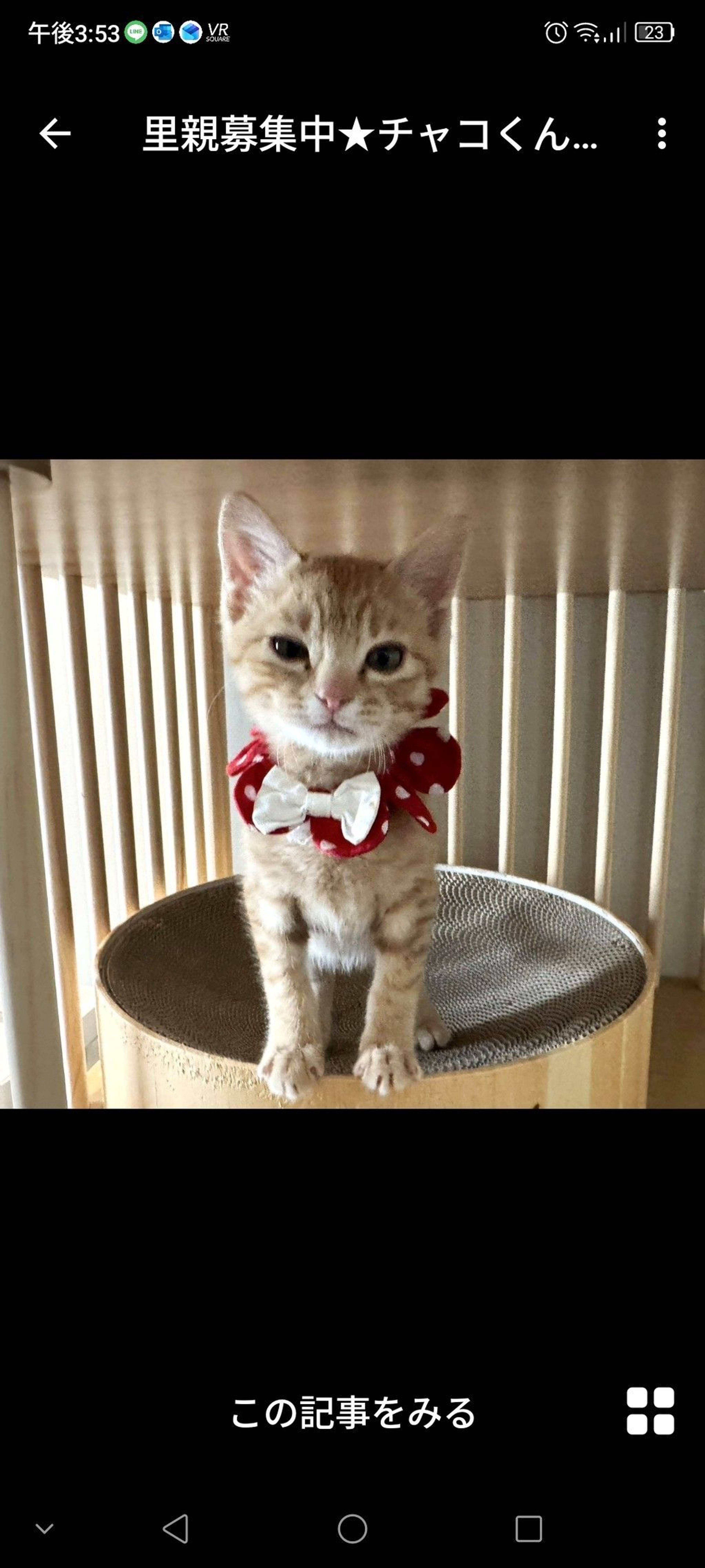 雑種（ミックス猫）・オスの里親募集の写真