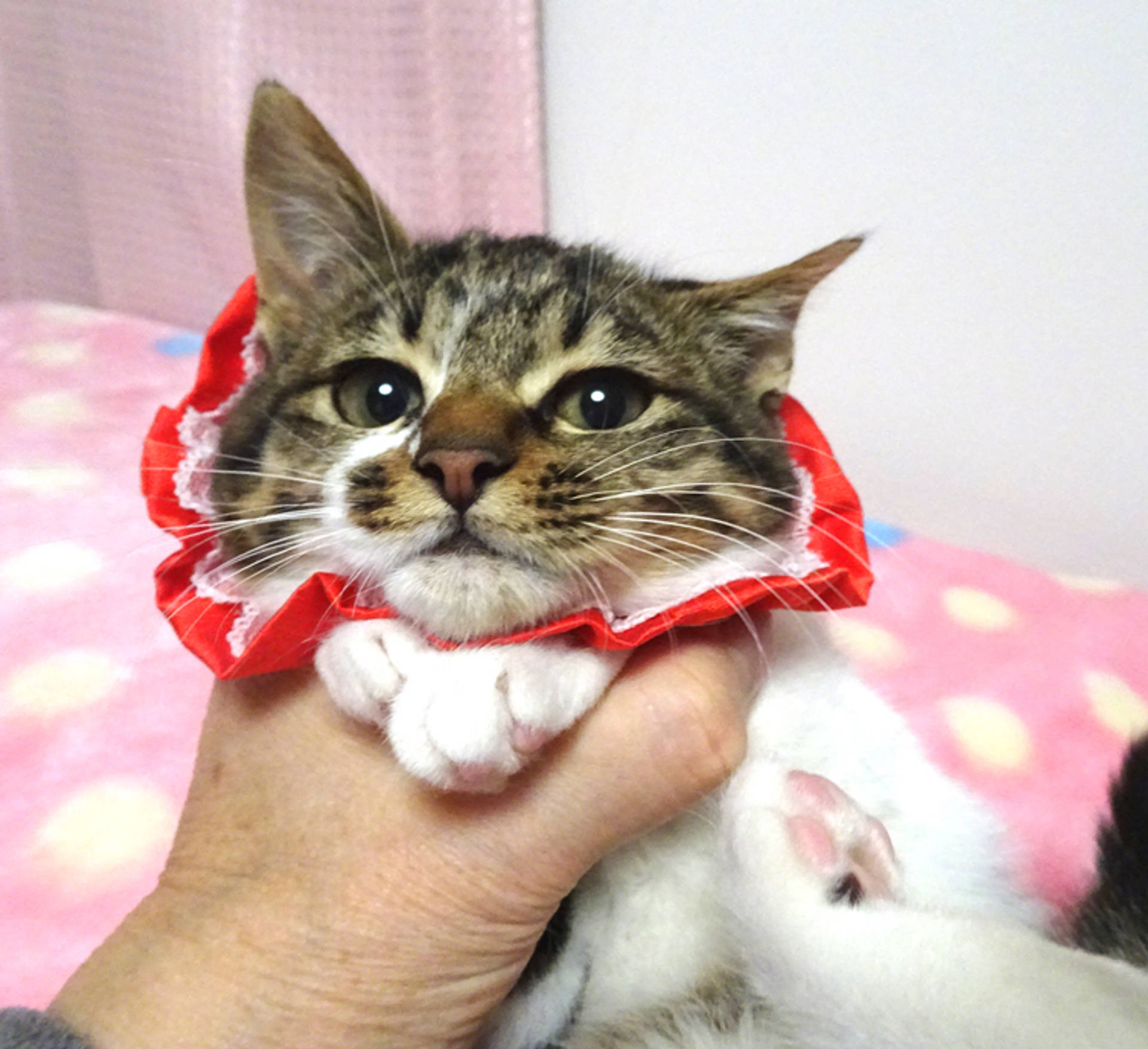 雑種（ミックス猫）・メスの里親募集の写真