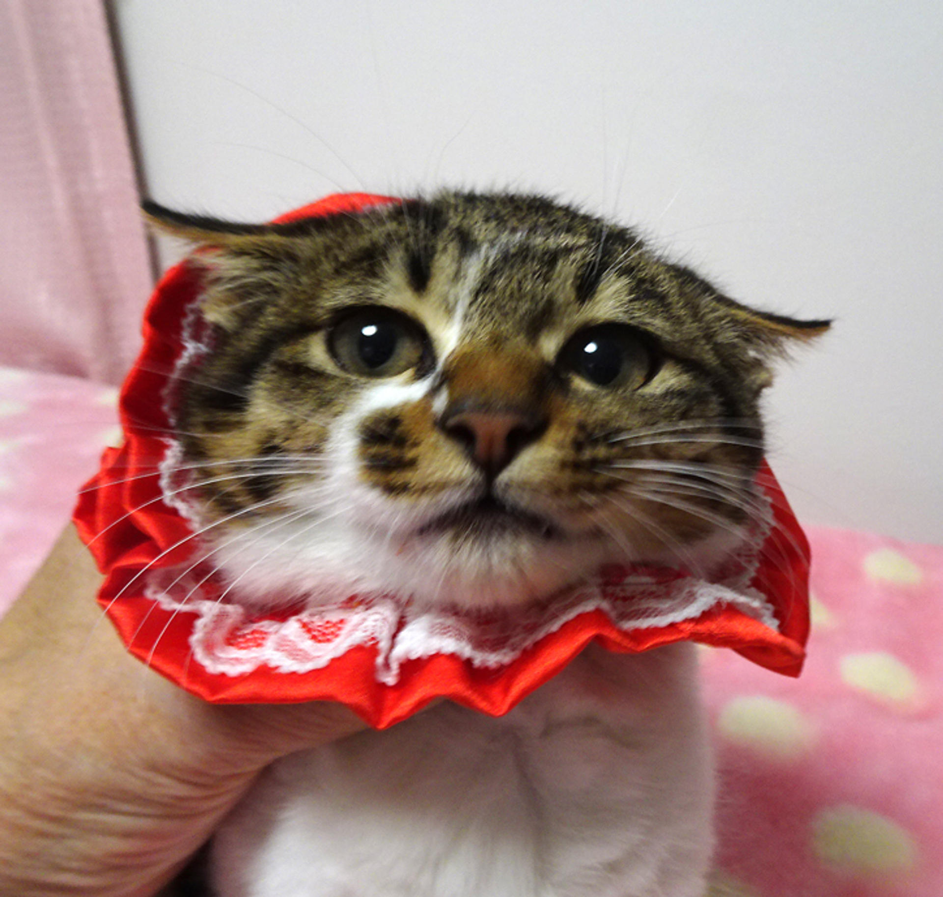 pet-image-3