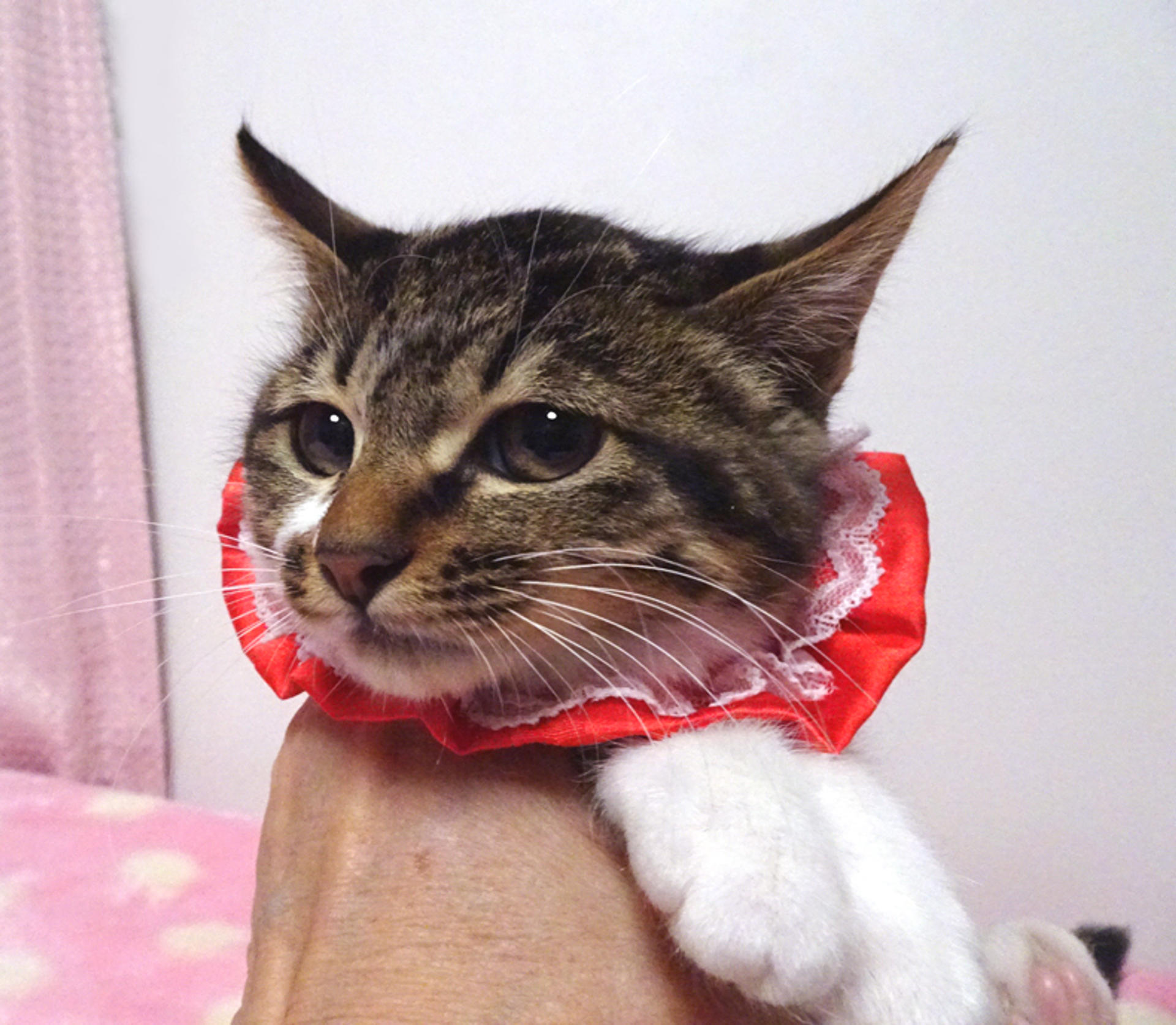 pet-image-4