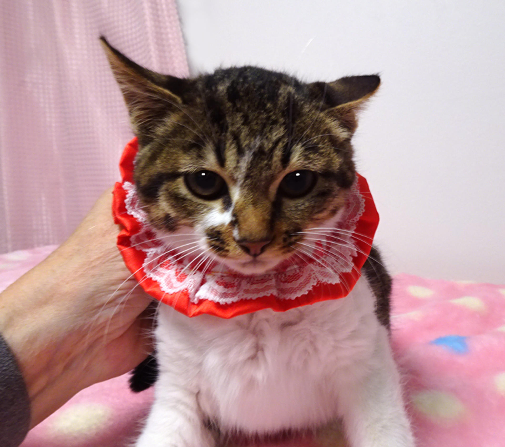 pet-image-5