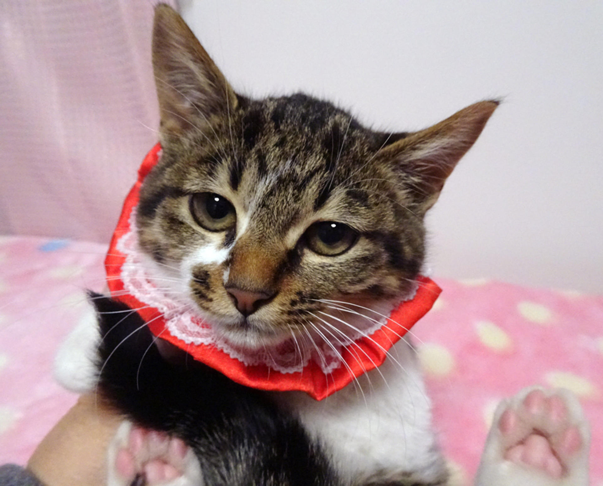 pet-image-6
