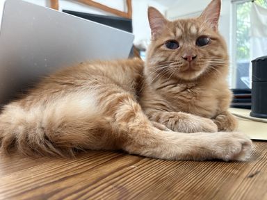 雑種（ミックス猫）・オスの里親募集の写真